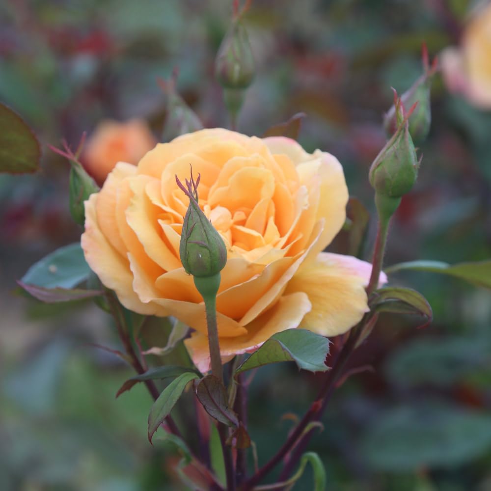 Strike It Rich™ Yellow Heirloom Roses - Grandiflora Rose Bush Live Plant for Outdoor Garden Planting | Perfect for Landscaping, Wedding Decor & Gift Giving