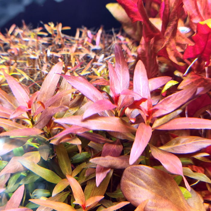 Ludwigia Glandulosa Aquatic Plant - Live Aquarium Plant for Fish Tank Decor (Potted) | Perfect for Freshwater Aquascaping & Shrimp Tanks
