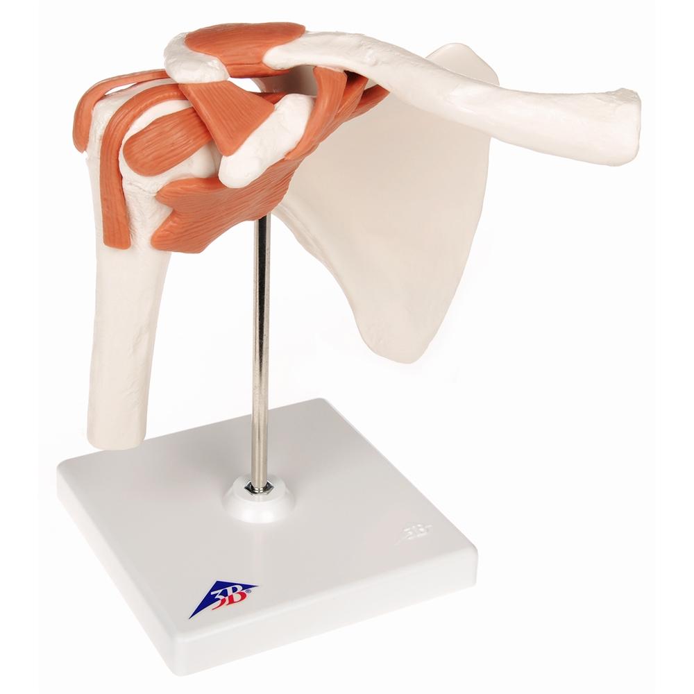 Functional Shoulder Joint Model - Anatomical Shoulder Joint Demonstration for Medical Students & Physical Therapy Training | Perfect for Classroom, Clinic & Home Study