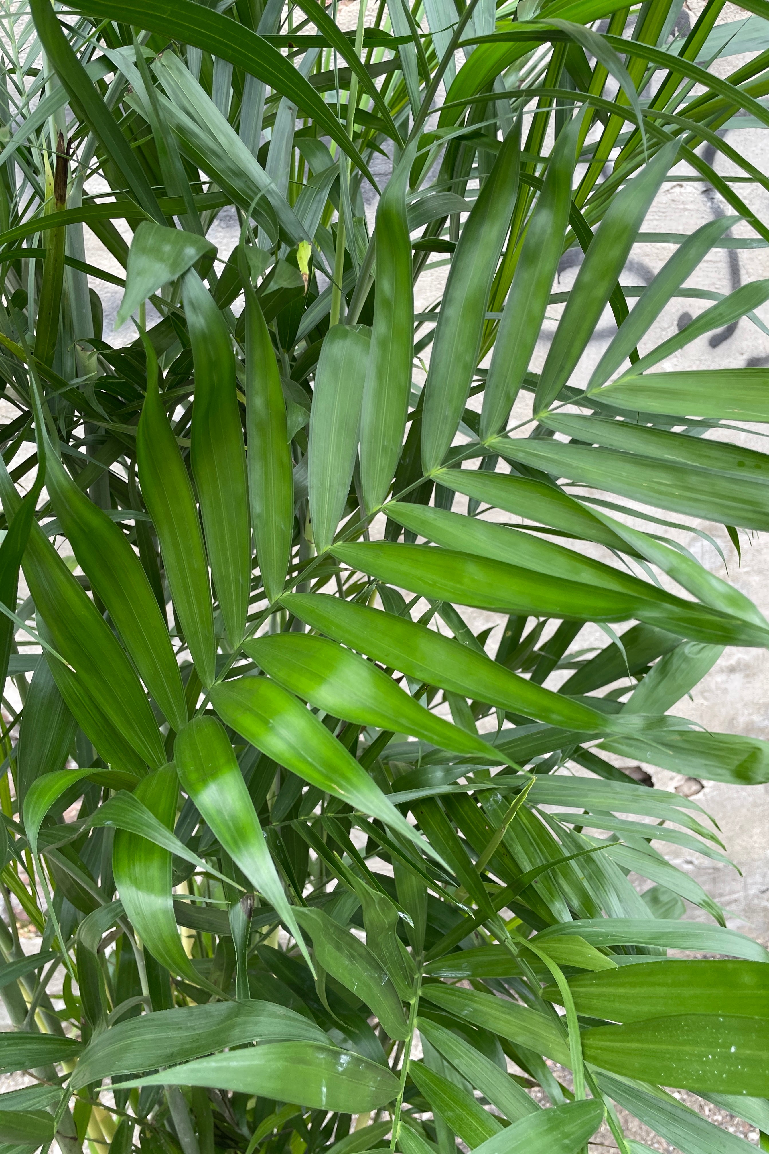 Chamaedorea Seifrizii Bamboo Palm #5 - Indoor House Plant for Home & Office Decor - Perfect for Living Room, Bedroom, and Workspace