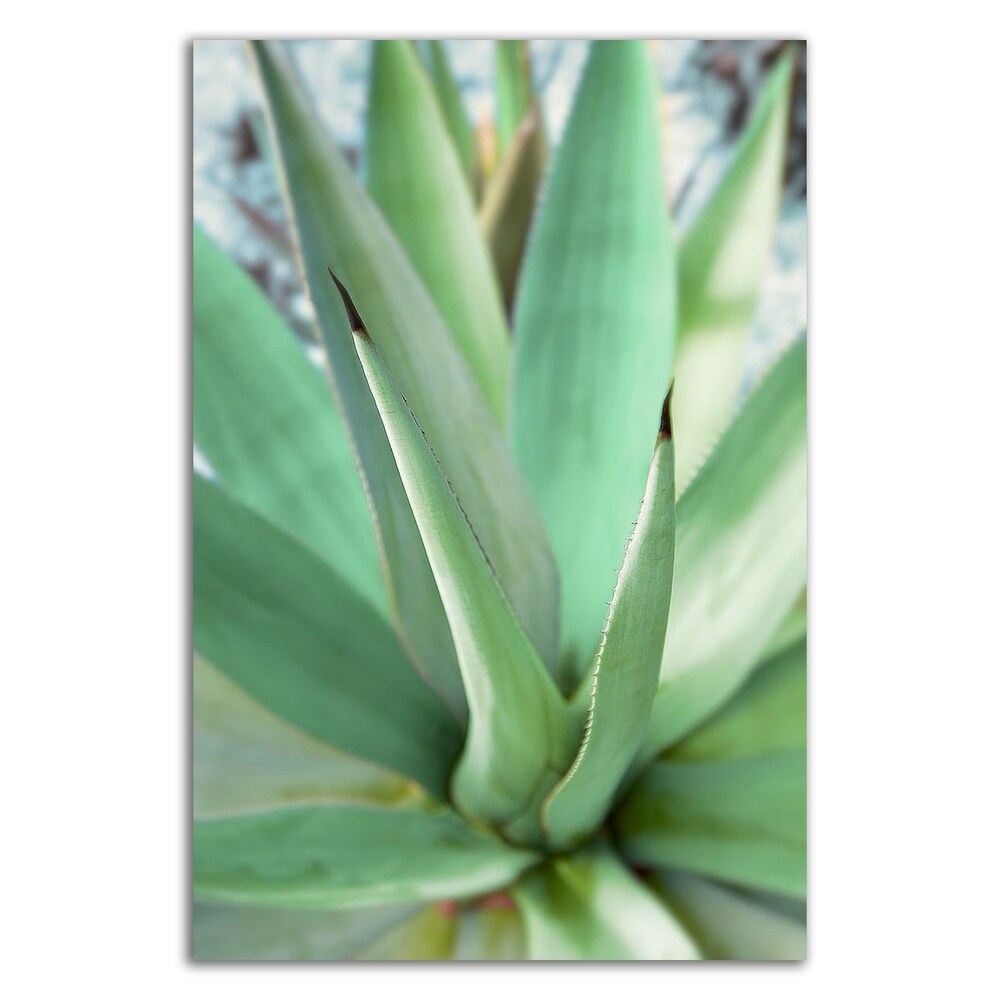 Agave Succulent Wall Art Print by Alan Blaustein - Stretched Canvas Ready to Hang - Perfect for Living Room, Bedroom or Office Decor