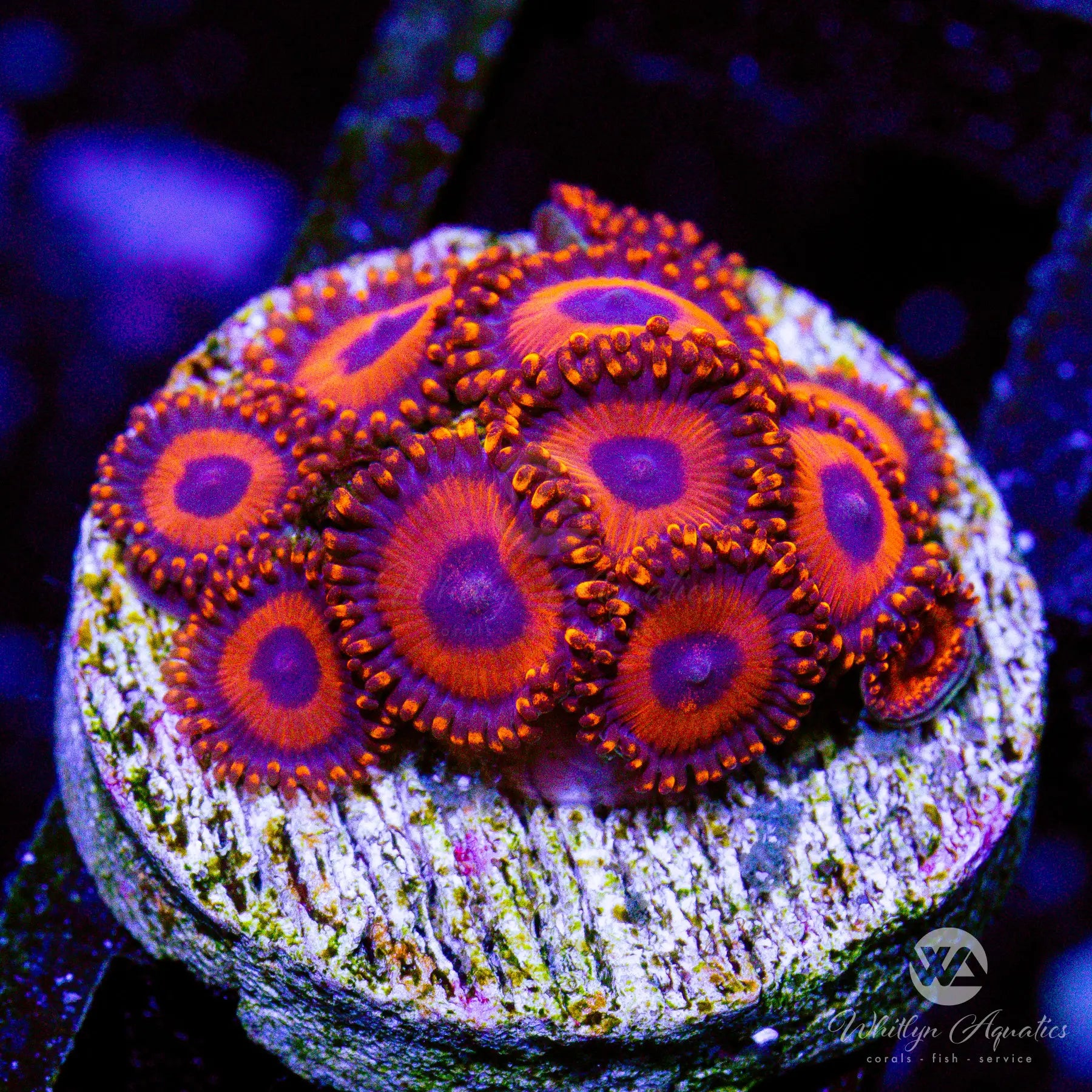 Premium Kedd's Reds Zoanthid Coral (Aquacultured) - Vibrant Saltwater Reef Tank Coral for Aquascaping & Marine Aquariums