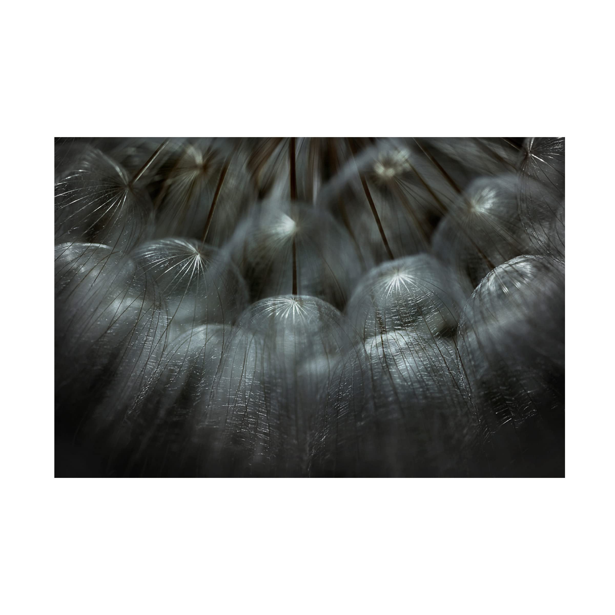 Trademark Fine Art 'Soffione' Canvas Wall Art by Antonio Grambone - Elegant Home Decor for Living Room, Bedroom & Office
