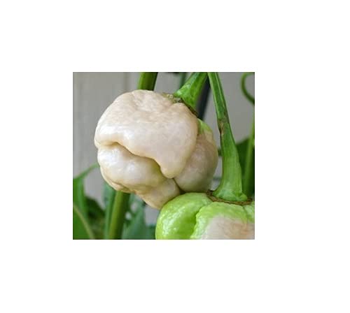 BmoreSpicy Trinidad 7 Pot White Hot Pepper Seeds - 10 Rare Super Hot Chili Pods for Extreme Heat - Perfect for Home Gardening, Hot Sauce Making, and Spicy Food Lovers