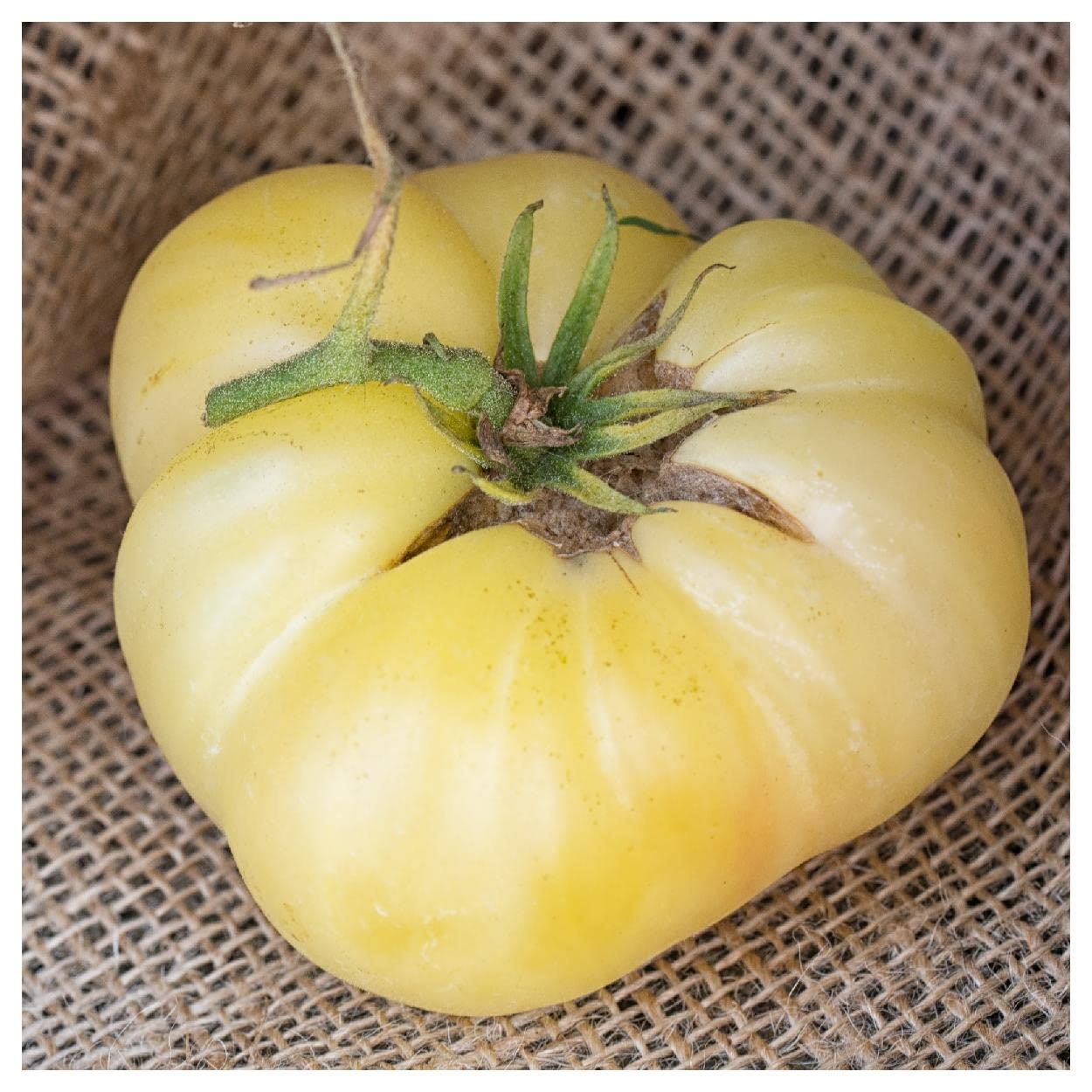 Everwilde Farms - 50 White Wonder Beefsteak Heirloom Tomato Seeds - Non-GMO, Open Pollinated - Gold Vault Seed Packet for Home Gardening, Organic Farming & Fresh Salads
