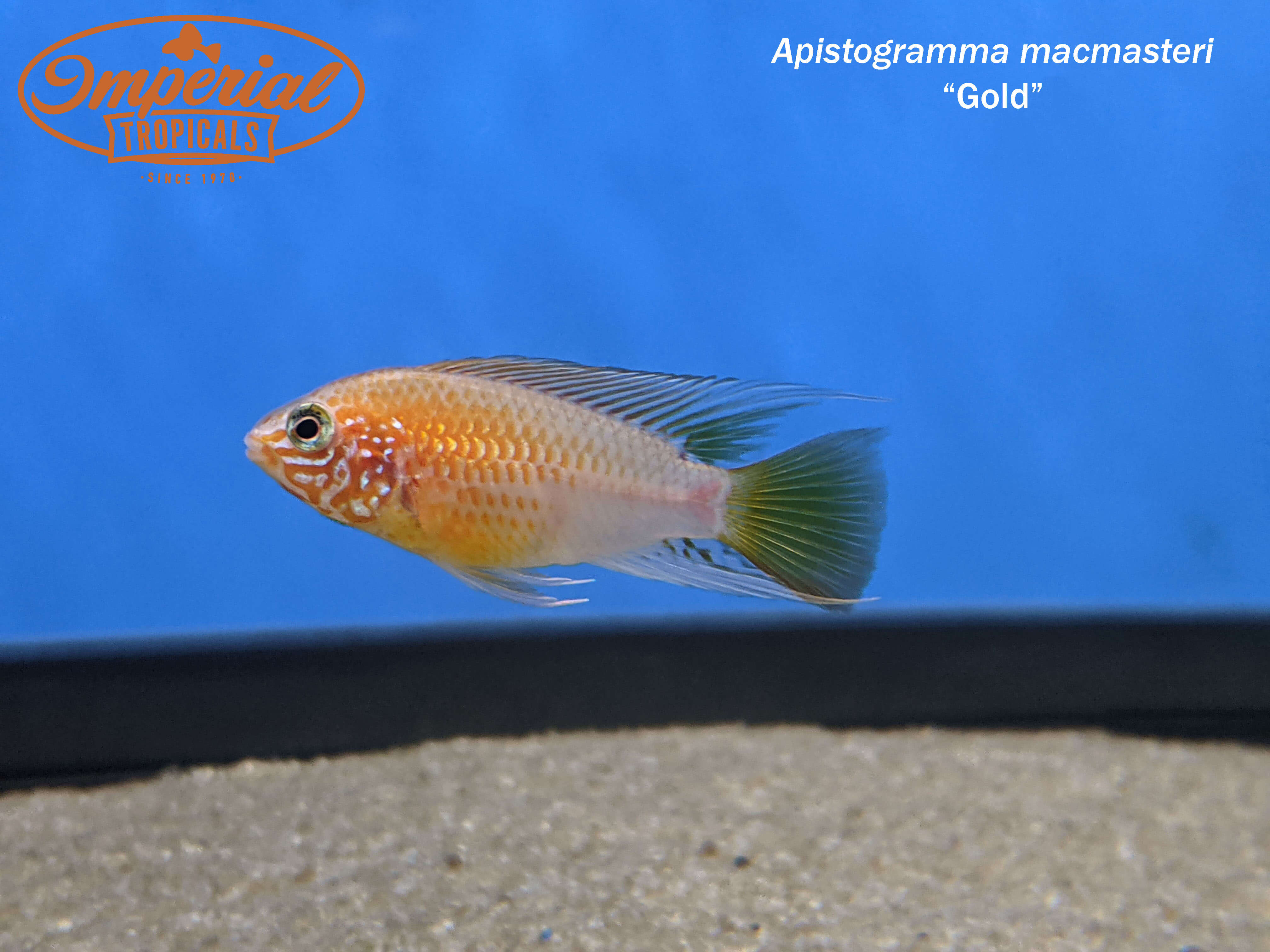 Premium Red Gold Macmasteri Cichlid Fish - Live Tropical Aquarium Fish for Home & Office Tanks, Perfect for Aquascaping & Cichlid Enthusiasts