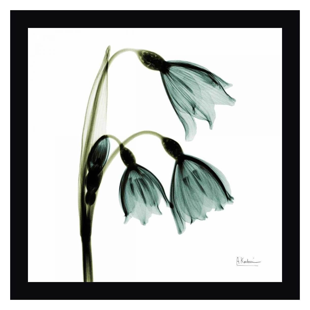 Albert Koetsier Three Tulips in Green - 30x30 Inch Framed Canvas Wall Art Print with Black Frame - Ready to Hang - Perfect for Living Room, Bedroom or Office Decor