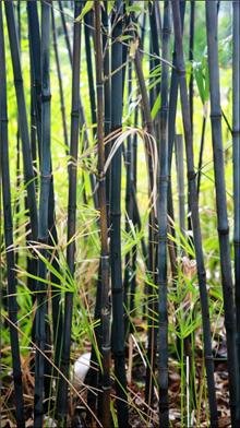 Black Bamboo Live Plant (Phyllostachys Nigra) - #1 Size for Privacy Screening, Landscaping & Asian Garden Decor - Fast Growing Evergreen Hedge for Outdoor Planting