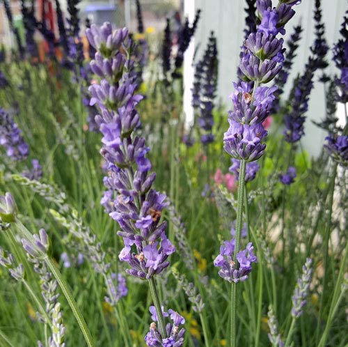 Lavender x Intermedia Phenomenal Plants - 4
