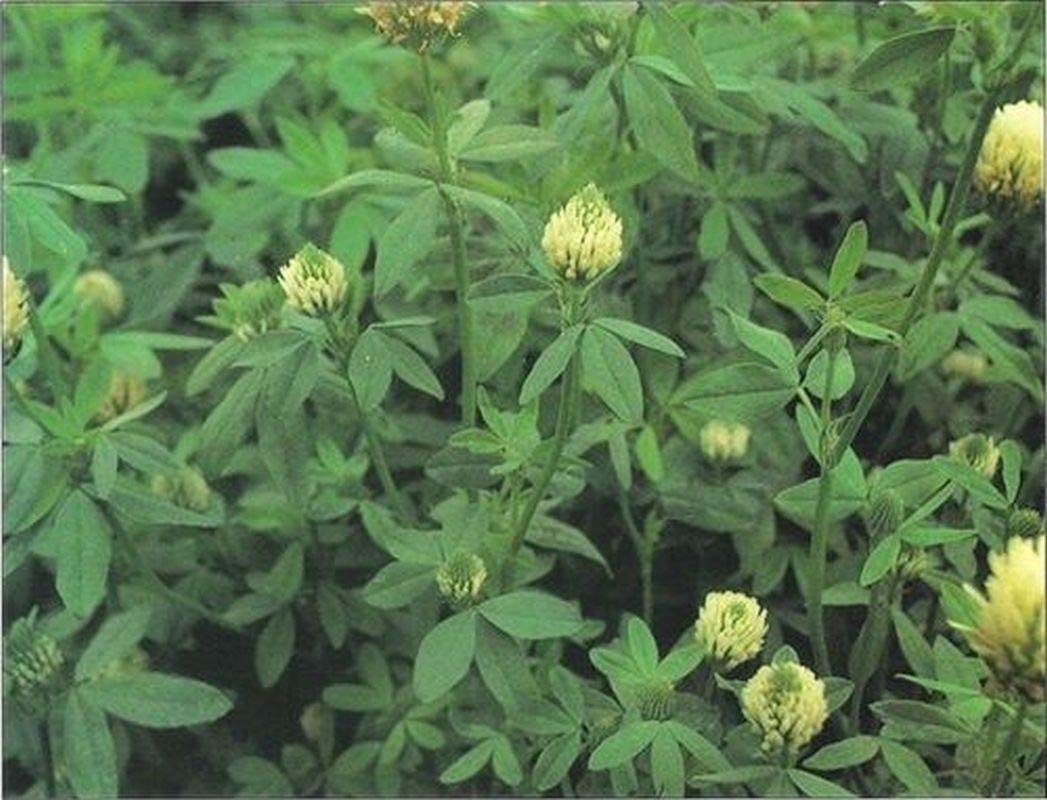 Premium Honey Bee Forage Seeds - 100 Count for Beekeeping & Pollinator Gardens | Boost Honey Production with High-Quality Plant Seeds for Bees