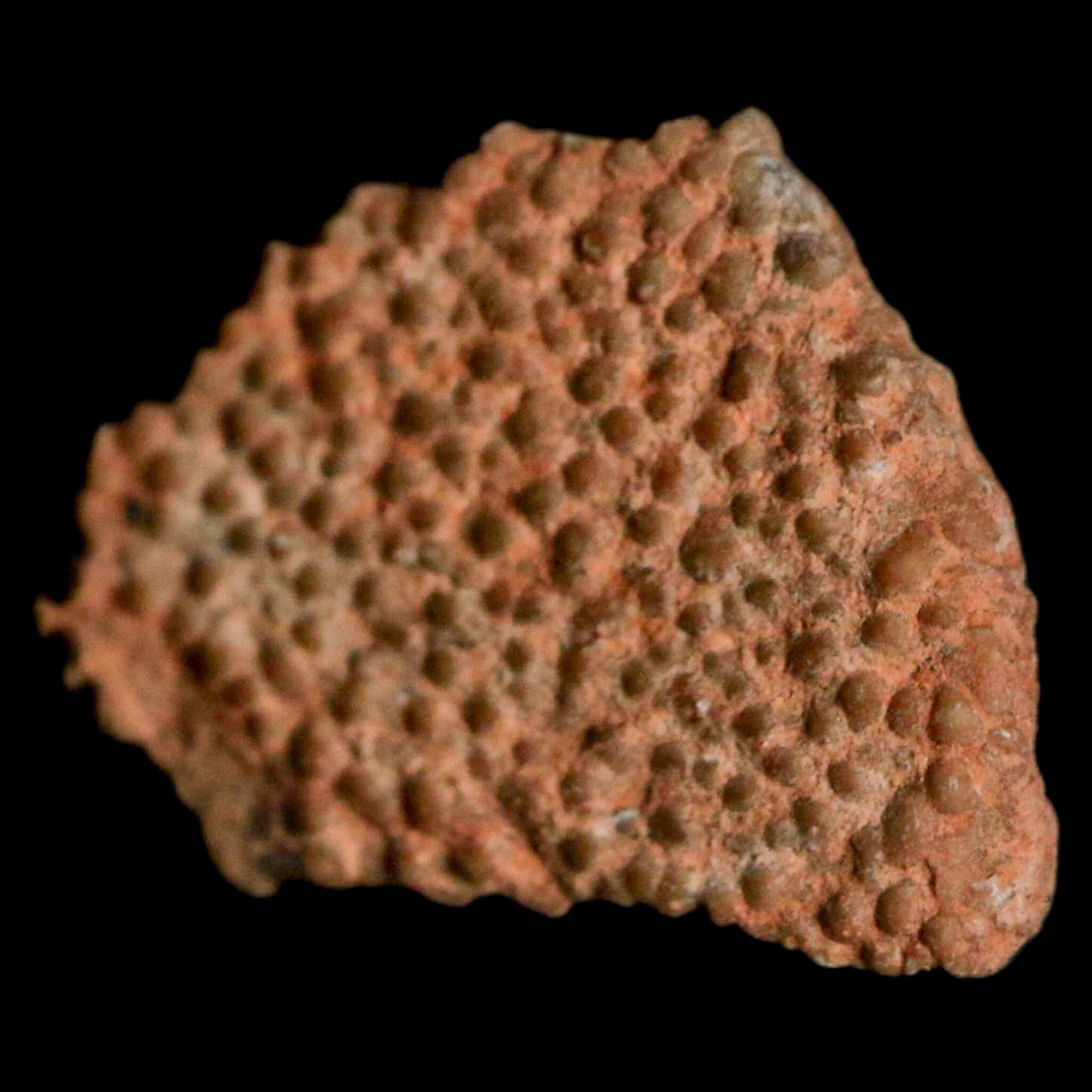 0.5 Megaloolithus Titanosaur Dinosaur Fossil Egg Shell from Bouches-du-Rhone, France - Rare Collectible Specimen for Paleontology Enthusiasts & Museum-Quality Display Decor