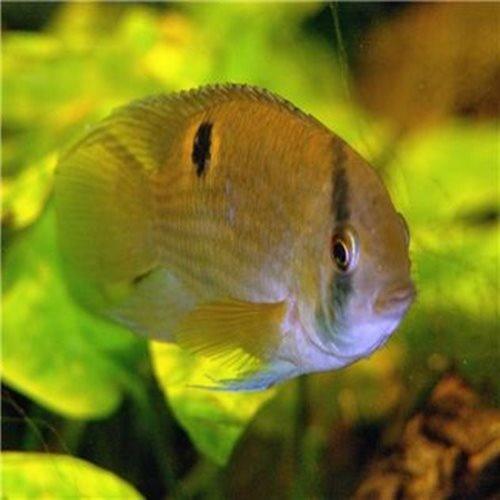 Keyhole Cichlid (Cleithracara Maronii) - Live Tropical Freshwater Fish for Aquarium & Fish Tank | Perfect for Community Tanks & Beginner Aquarists