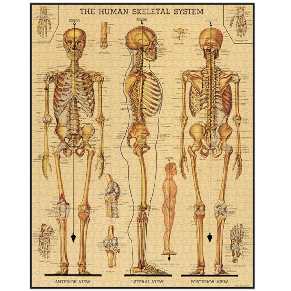 1000 Piece Skeletal System Jigsaw Puzzle - Human Anatomy Educational Toy for Adults & Teens - Perfect for Science Classrooms, Medical Students & Puzzle Enthusiasts