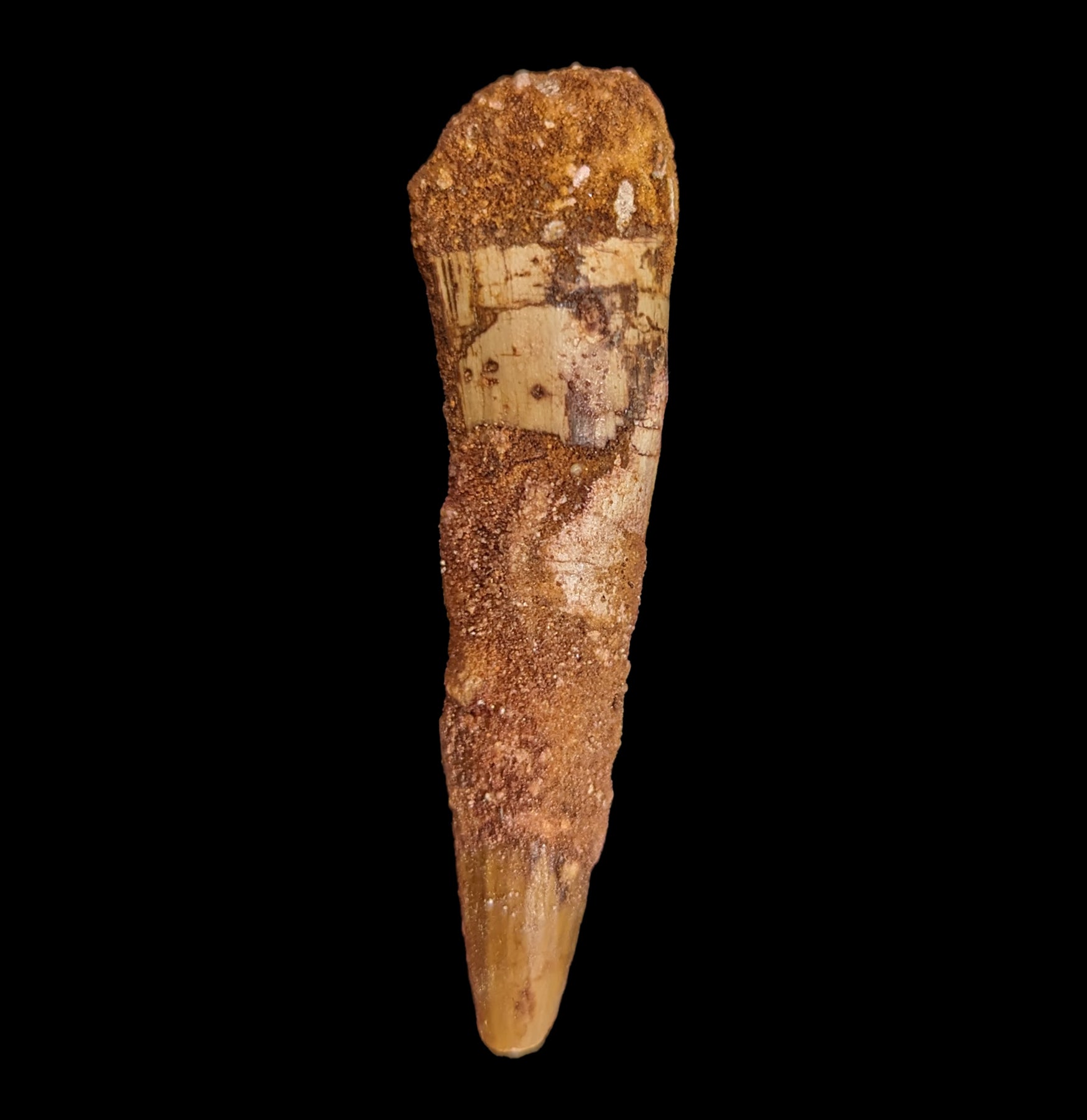 Authentic Spinosaurus Dinosaur Tooth Fossil - Real Prehistoric Dinosaur Tooth for Collectors, Paleontology Enthusiasts & Home Decor | Perfect for Science Displays, Educational Projects & Unique Gifts