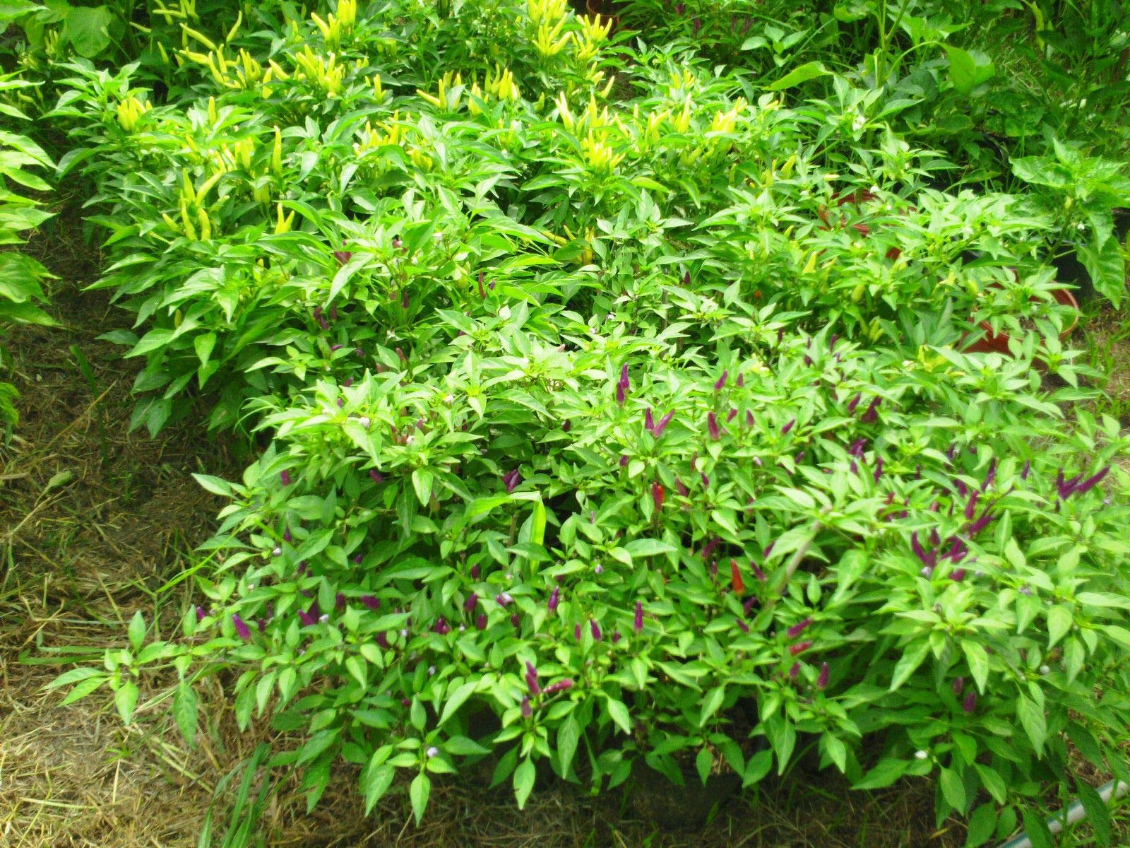 Sangria Ornamental Pepper Seeds - Non-Heat Variety, High Yield (25 Seeds) for Home Gardening, Container Planting & Decorative Landscaping