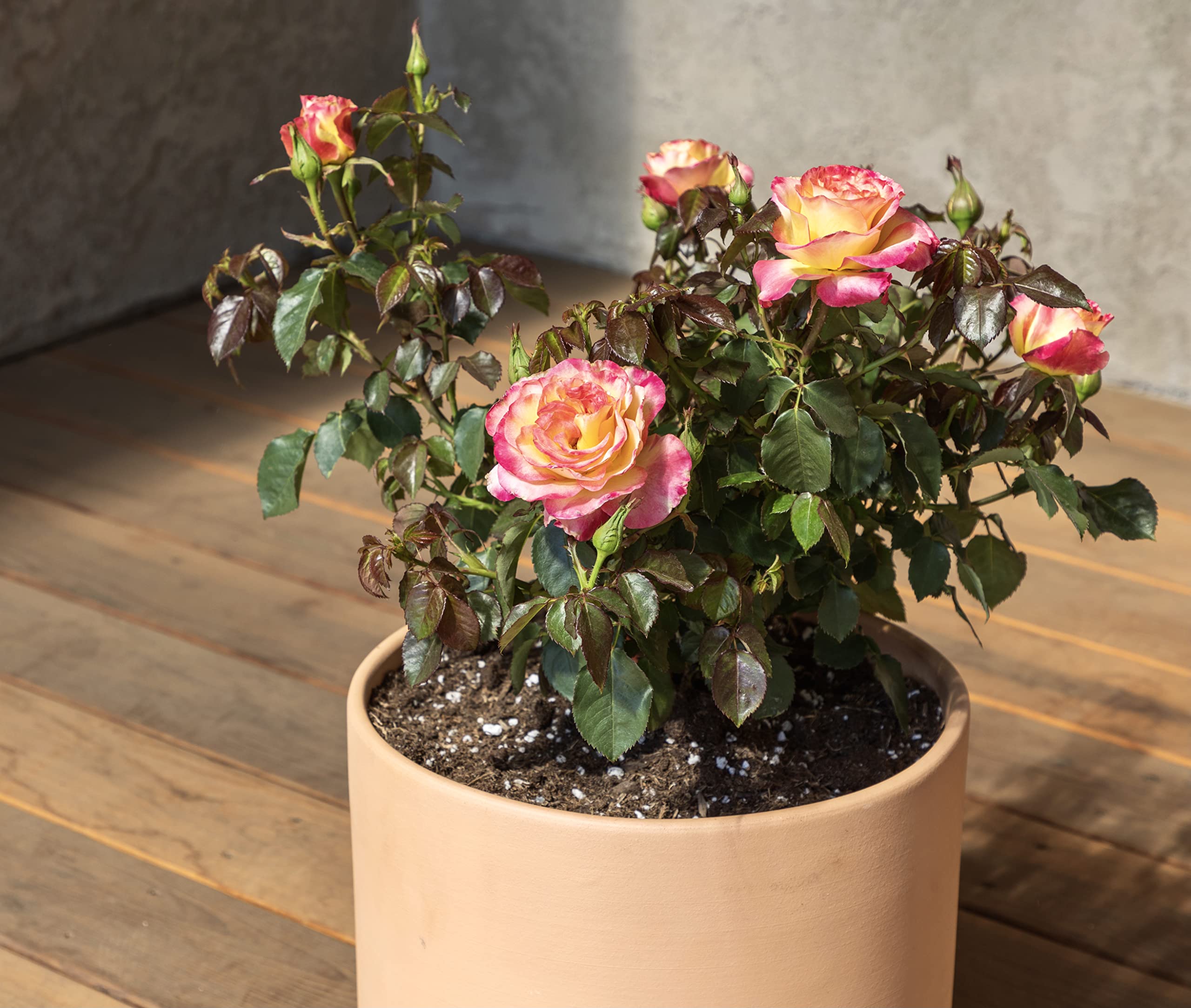 Fresh Pink & Yellow Roses for Delivery - Live Rose Bush Plants, Potted Outdoor Rose Plants | Perfect Plant Lover Gifts & Home Garden Decor | Ideal for Birthdays, Anniversaries & Valentine's Day