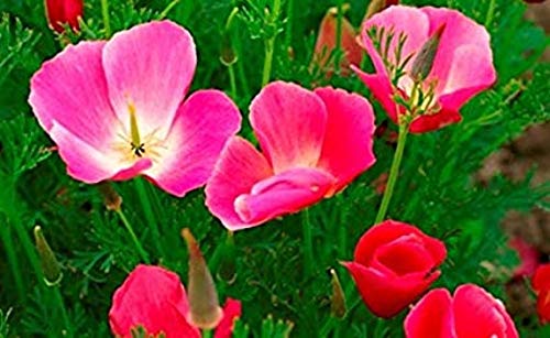 Carmine King California Poppy Seeds for Planting - 1000+ Non-GMO Heirloom Seeds (Eschscholzia californica) by Isla's Garden Seeds - Perfect for Home Gardens, Landscaping & Wildflower Meadows