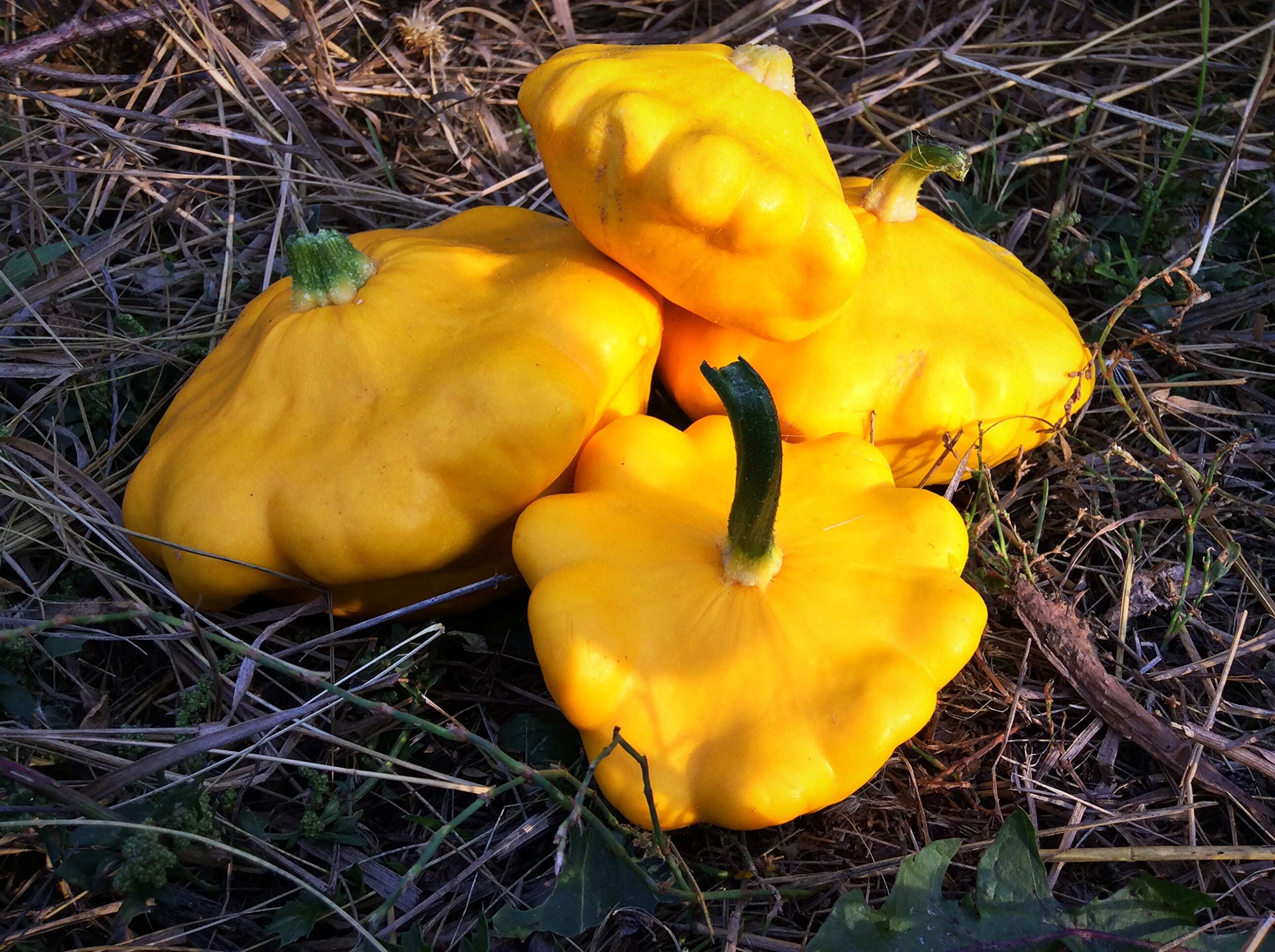 Golden-Yellow Pattypan Squash Seeds - 20+ Non-GMO Scallop Squash Seeds for Planting, Home Garden & Fresh Cooking | Perfect for Summer Squash Recipes, Organic Gardening & Farmers Market Harvests