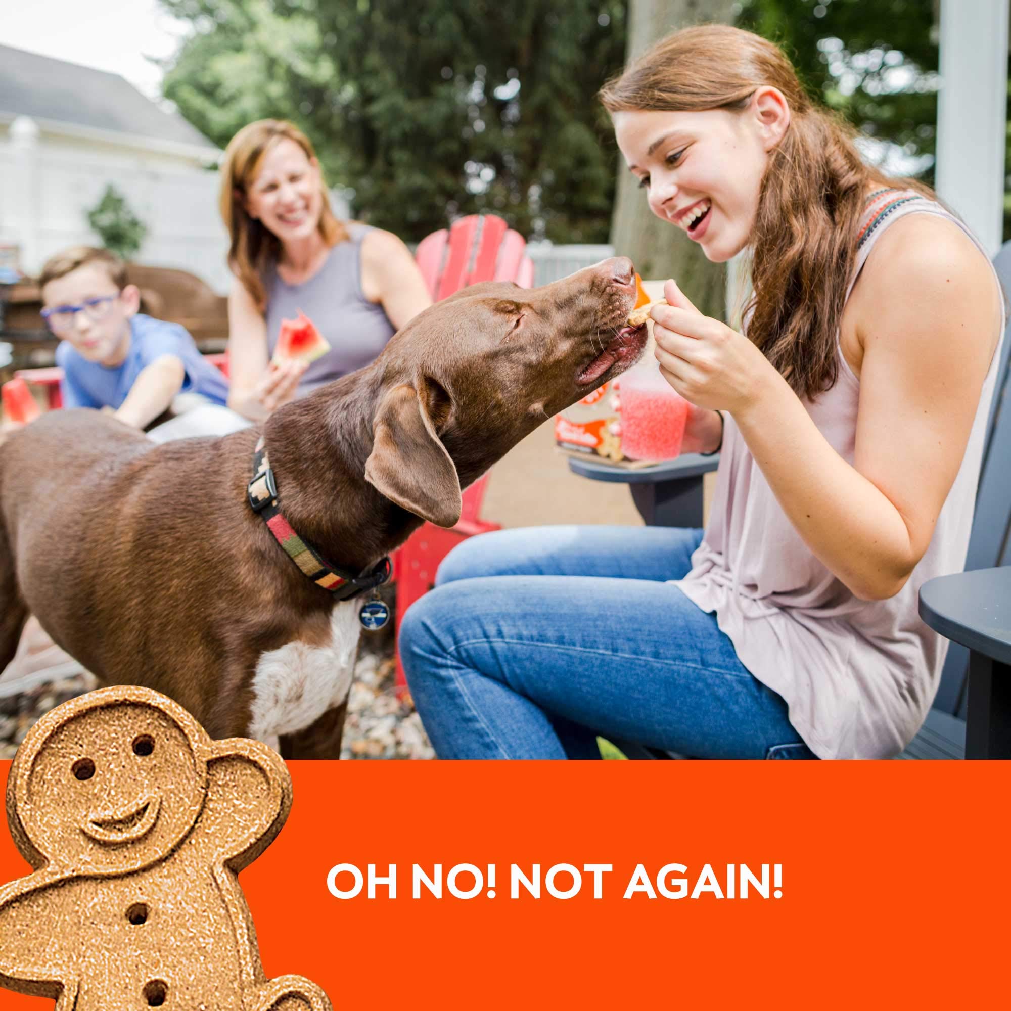 Buddy Biscuits Oven Baked Dog Treats with Peanut Butter & Whole Grain - 6 Pack (96 oz) - Healthy Crunchy Snacks for Training, Rewards & Dental Care - Perfect for Small, Medium & Large Dogs