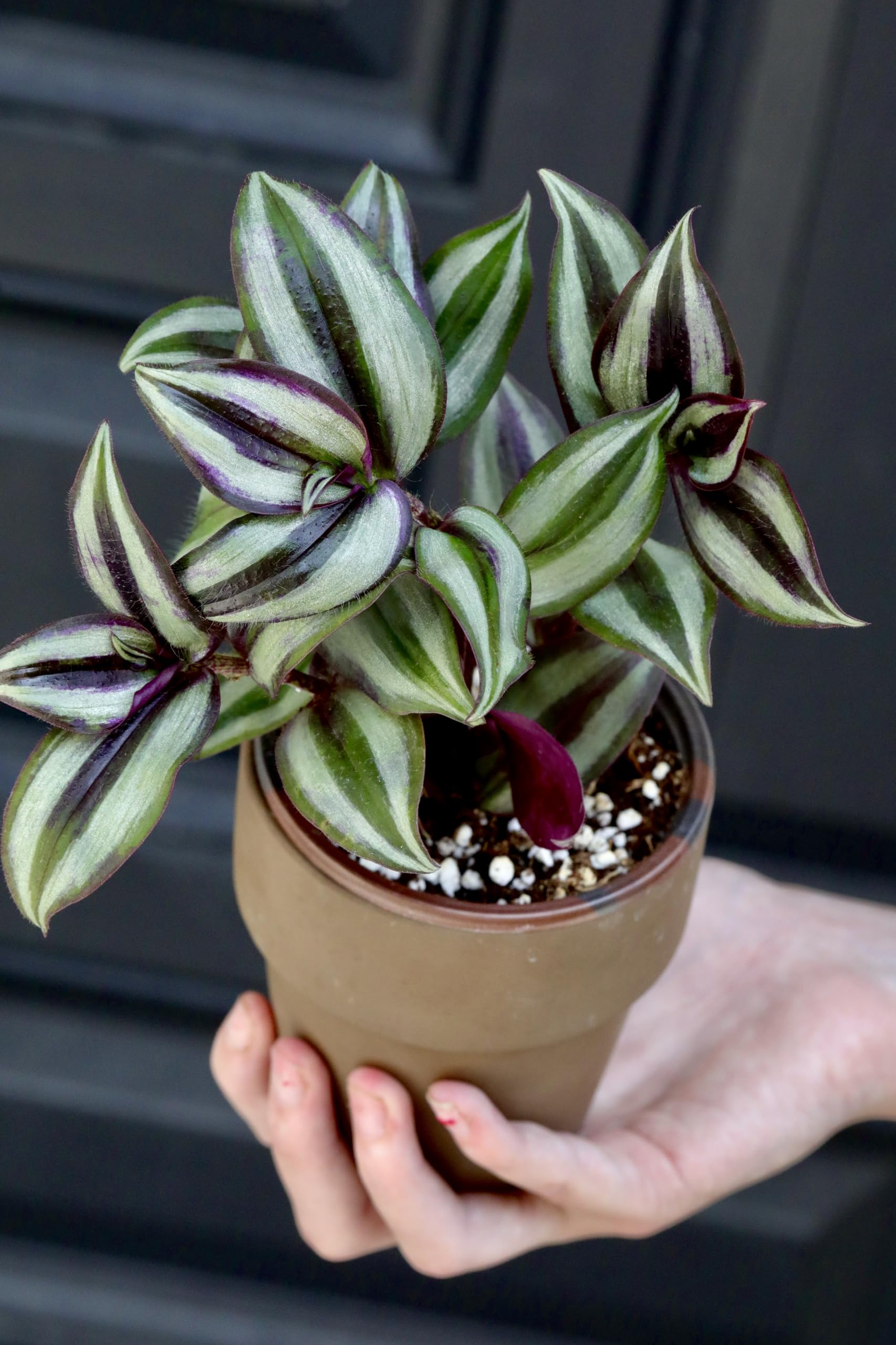 Live Silver Wandering Jew Plant in 3 Inch Pot - Low Maintenance Indoor Houseplant for Office & Home - Air Purifying Plant for Bedroom, Living Room & Low Light Spaces