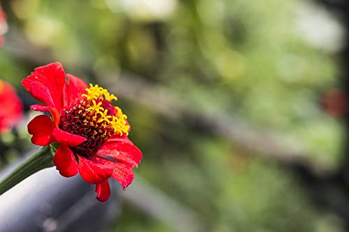 20x30 Inch Laminated Zinnia Flower Poster - Vibrant Red Flor Petals Home Decor - Perfect for Living Room, Bedroom & Office Wall Art - Durable Bright Colors & Vivid Nature Imagery - Fits Standard Picture Frames