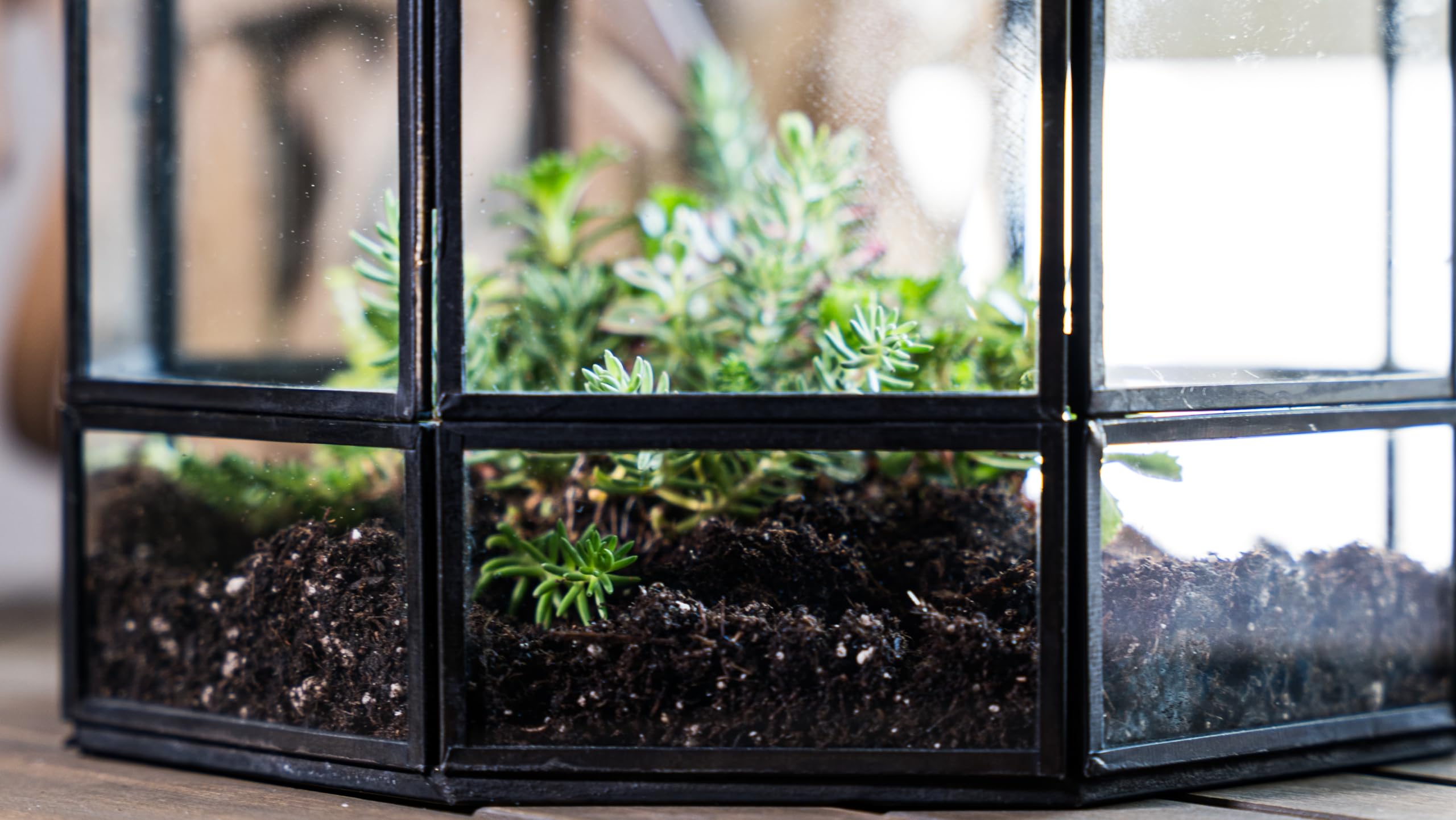 Handmade Large Glass Terrarium for Birds & Plants - 10