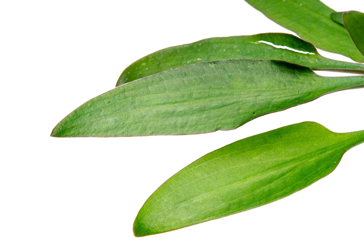 Cryptocoryne Lutea Aquatic Plant - Live Freshwater Aquarium Plant for Fish Tanks | Perfect for Aquascaping, Low-Tech Tanks & Natural Habitat Setup