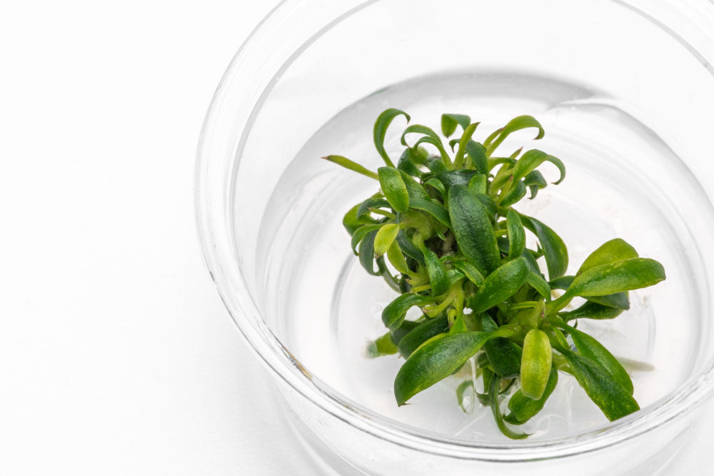 Anubias Minima Dragon Claw - Live Aquarium Plant for Freshwater Fish Tank | Low Light Aquatic Plant for Aquascaping, Shrimp Tanks & Betta Fish Habitats