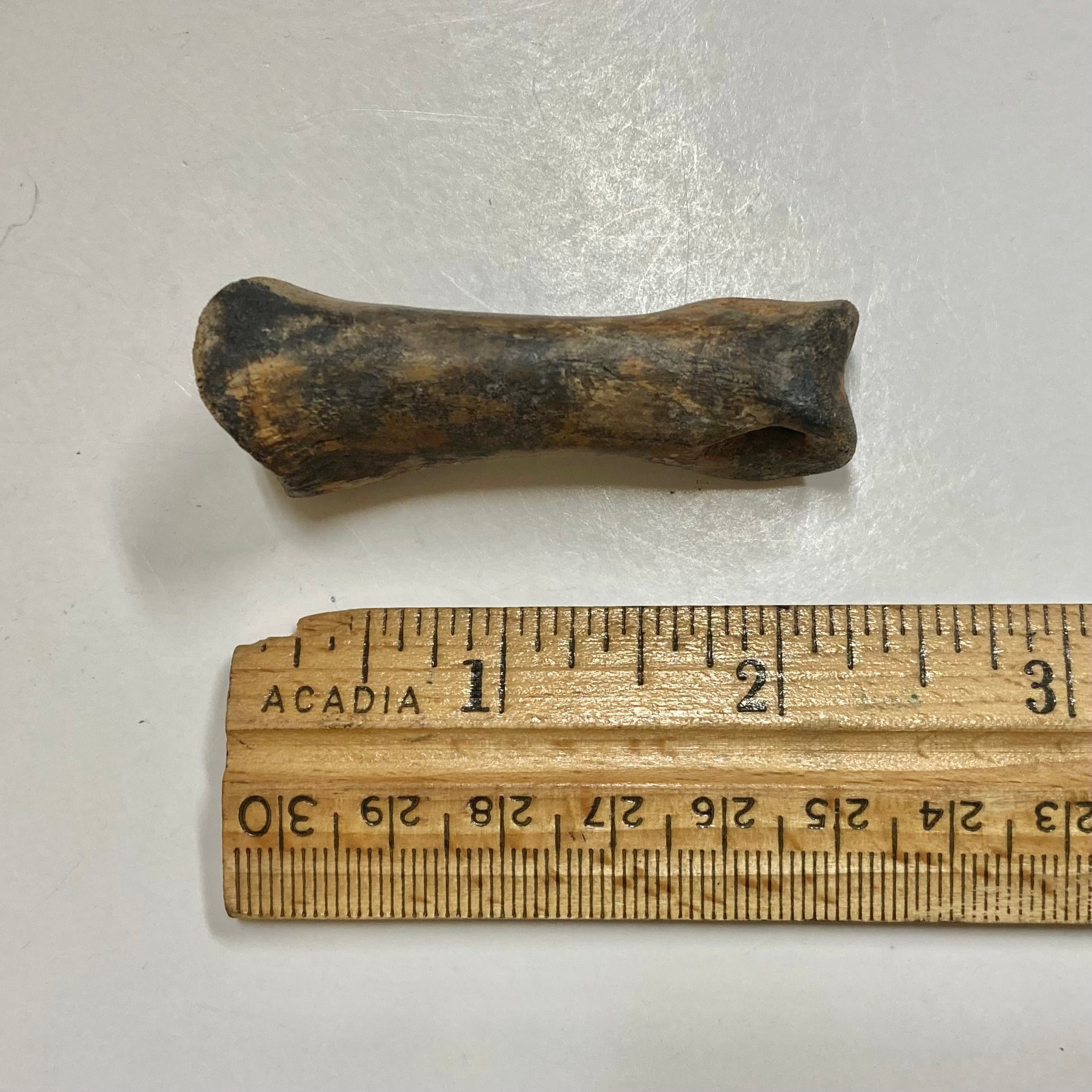 **Struthiomimus Dinosaur Metatarsal Toe Bone Fossil - Authentic Prehistoric Relic for Collectors, Museums & Educational Displays**