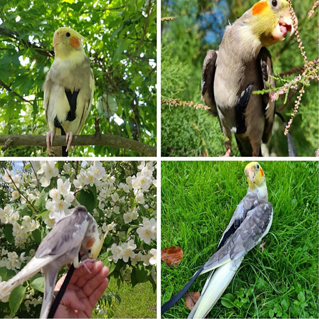 Adjustable Parrot Harness and Leash - Easy-to-Wear Nylon Bird Flying Harness for Small to Medium Parrots - Perfect for Outdoor Training, Walks, and Safe Flight Exercises