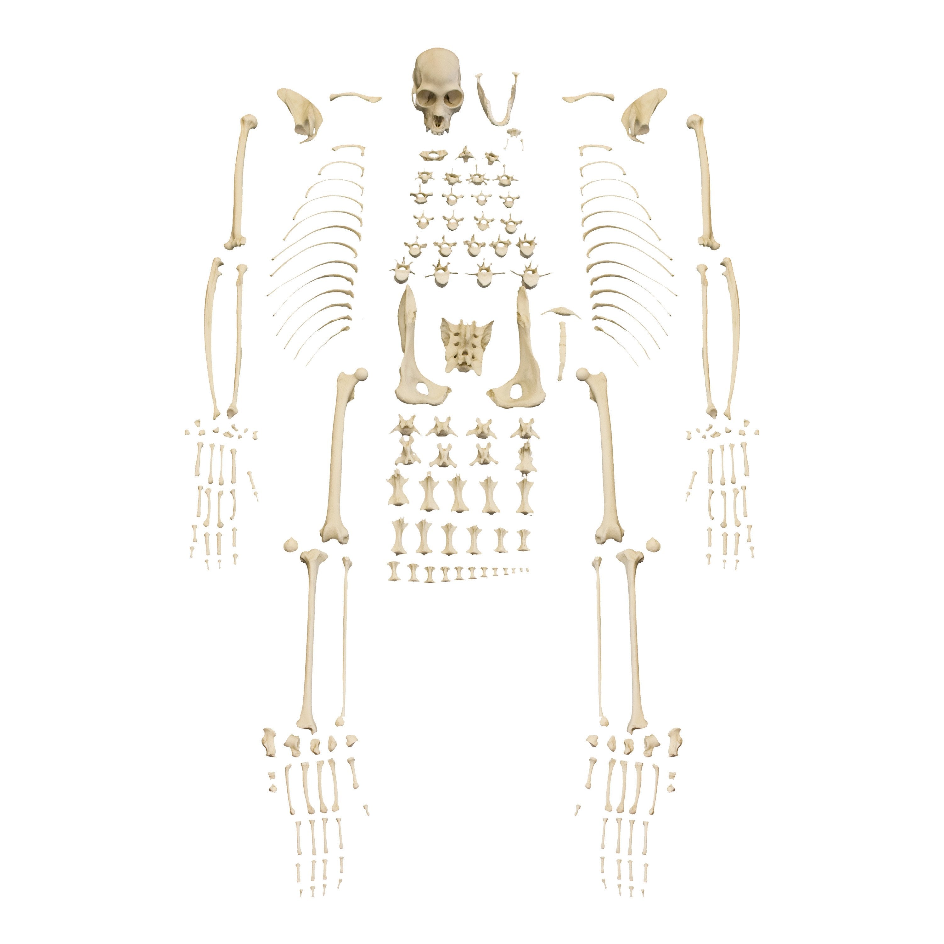 Realistic Black Spider Monkey Skeleton Model - Halloween Decoration, Science Classroom Display & Gothic Home Decor