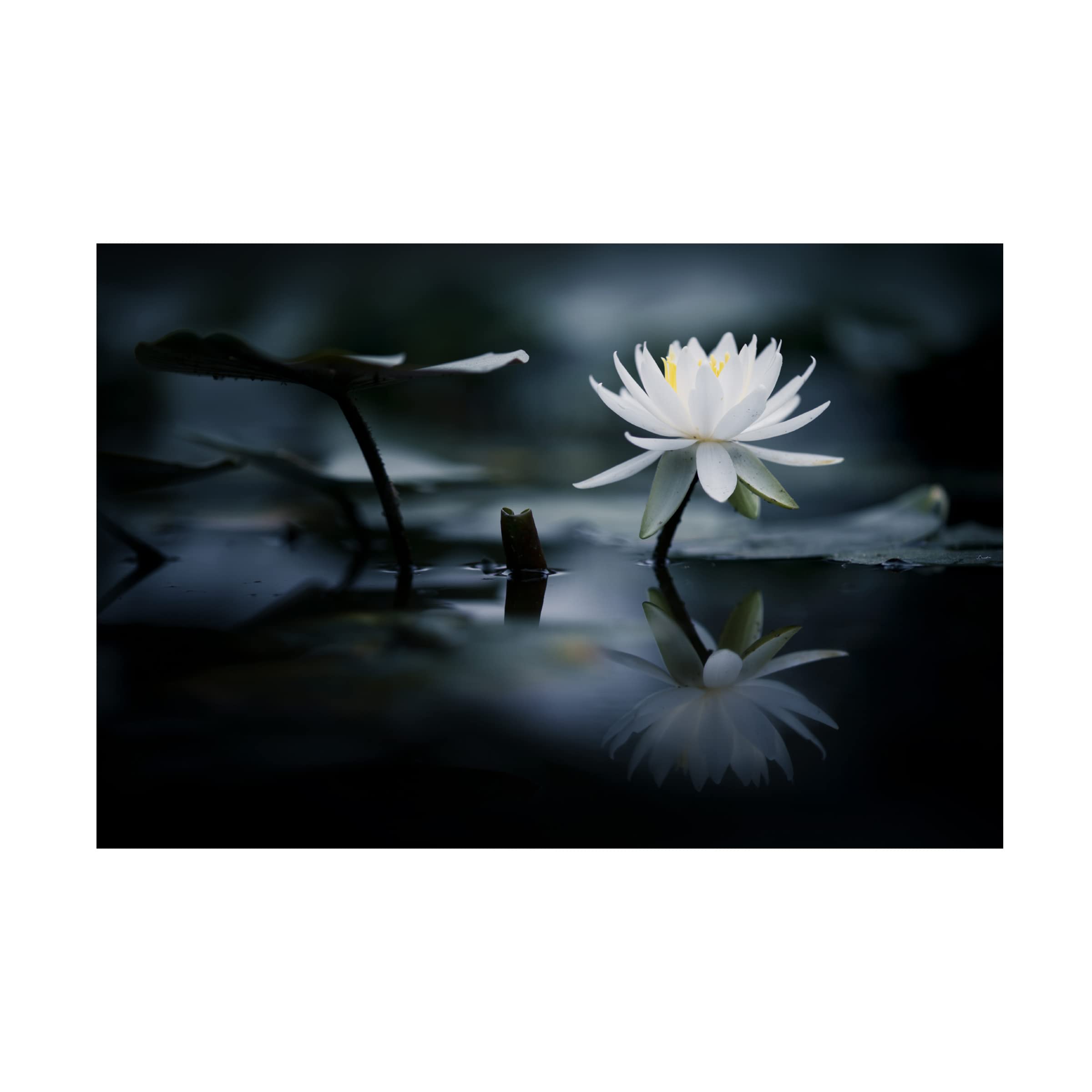Trademark Fine Art 'Reflection' Canvas Wall Art by Takashi Suzuki - Modern Abstract Painting for Living Room, Bedroom & Office Decor