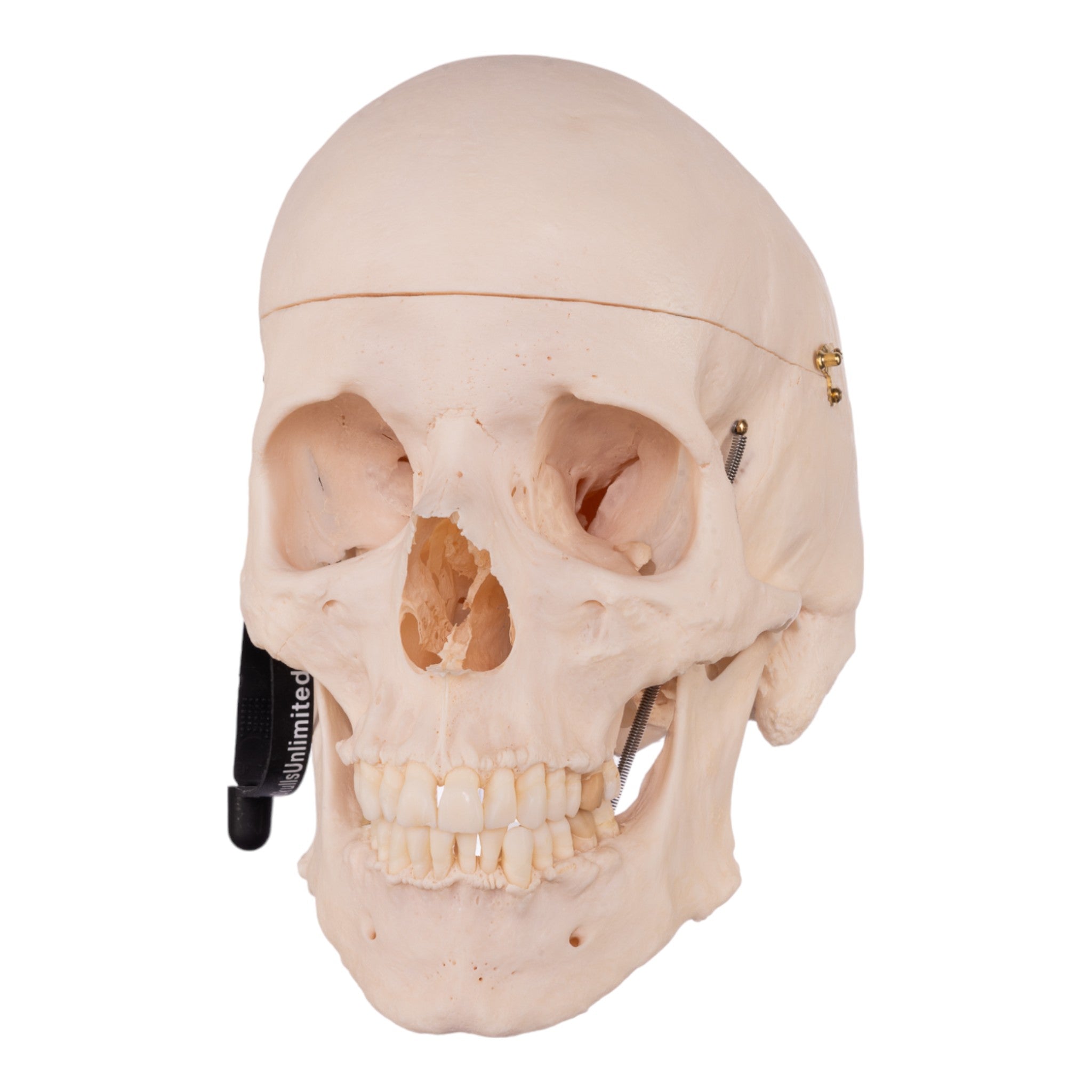 Premium Anatomical Human Skull Model - Accurate Medical & Educational Tool for Students, Doctors & Halloween Decor - Perfect for Classrooms, Labs & Spooky Home Decor