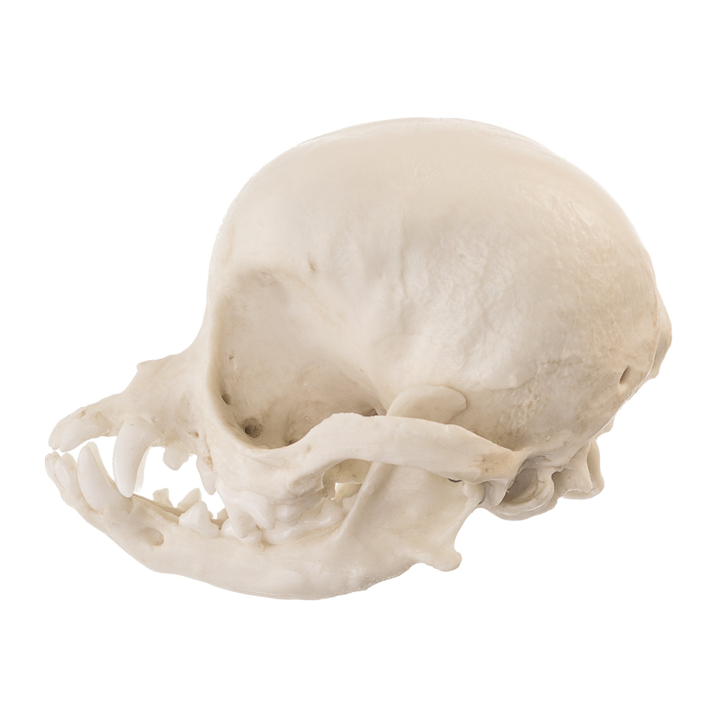 Authentic Replica Apple Head Chihuahua Dog Skull - Detailed Canine Anatomy Model for Veterinary Study, Halloween Decor & Taxidermy Display
