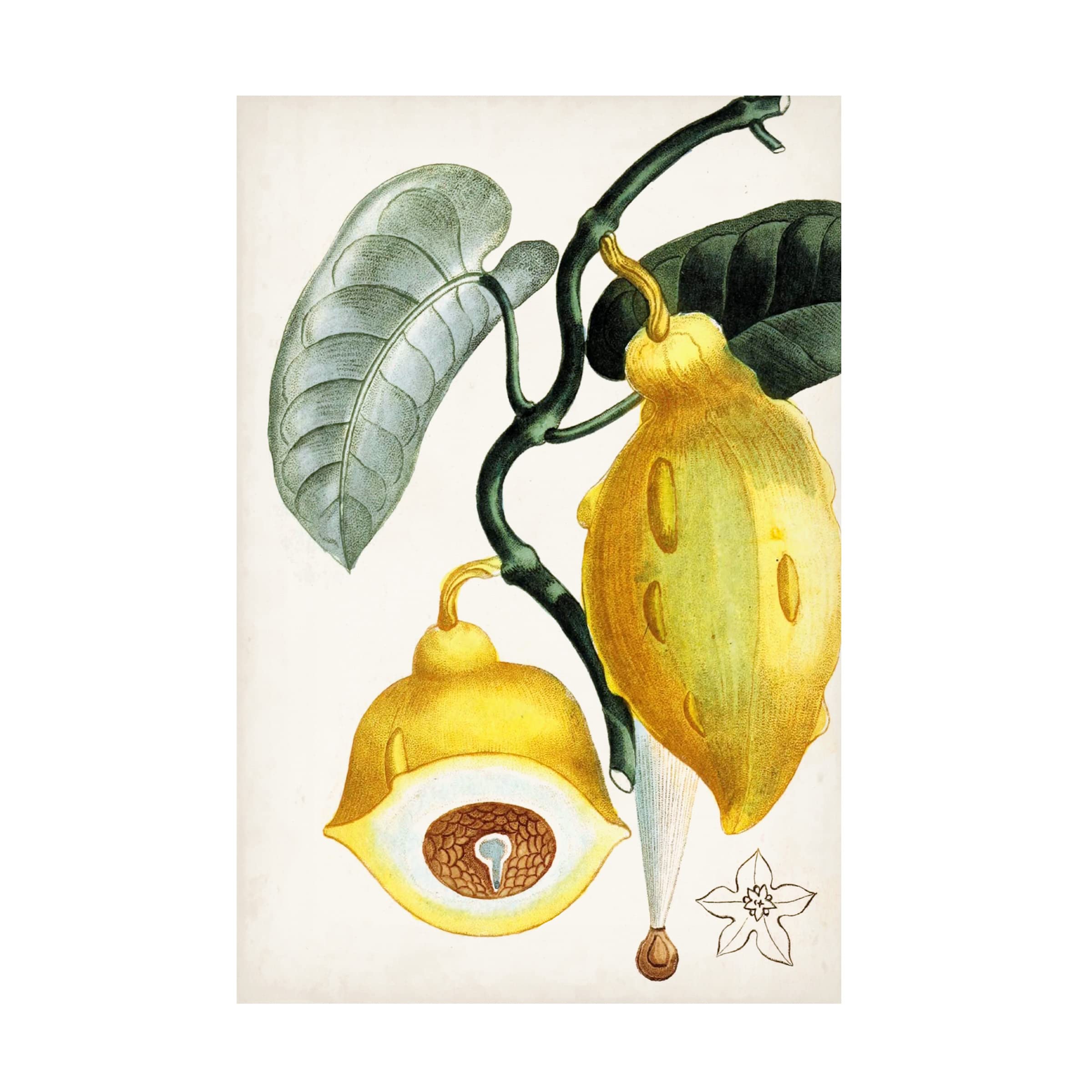 Trademark Fine Art 'Turpin Tropical Fruit IV' Canvas Wall Art Print - Vibrant Tropical Fruit Painting for Home & Office Decor, Kitchen & Dining Room Wall Decor