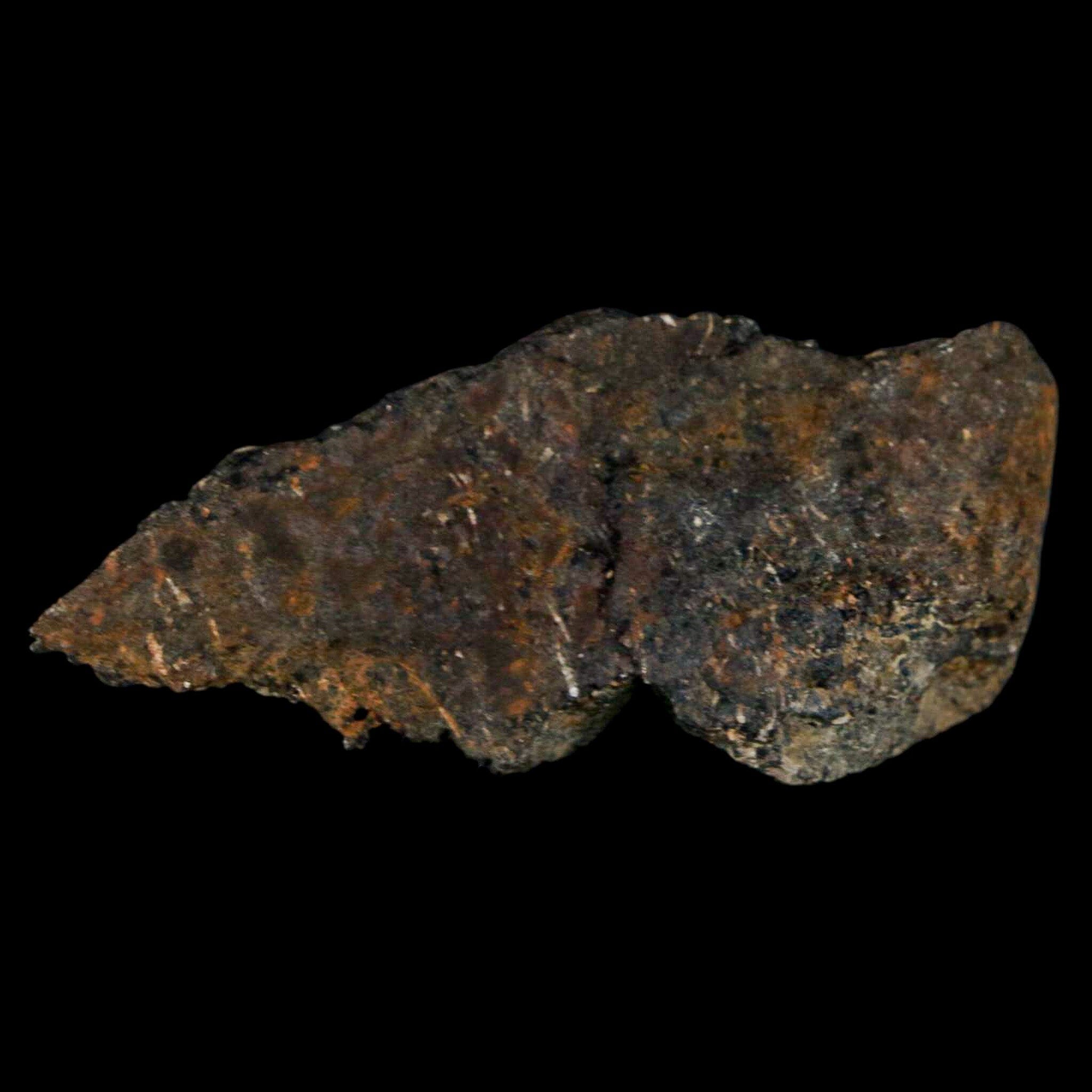 Authentic 2 Stegosaurus Fossil Bones from Morrison Formation, Wyoming - Jurassic Age Dinosaur Fossils with COA - Perfect for Paleontology Collectors & Dinosaur Enthusiasts