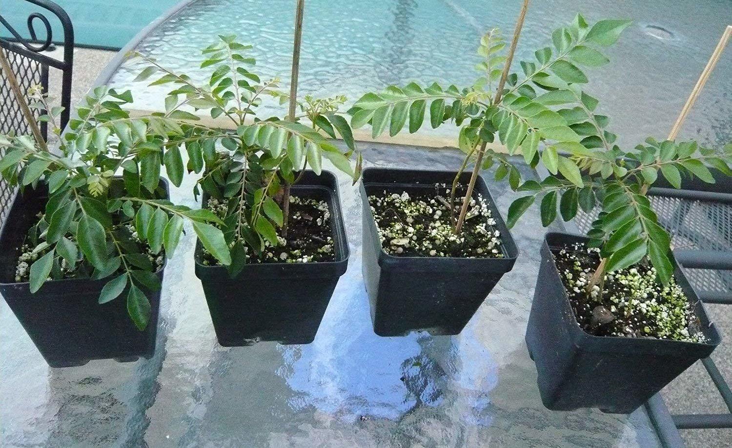 Organic Curry Leaf Plant (Murraya Koenigii) - Pack of 2 Hybrid Kadi Patta Plants for Cooking, Ayurveda & Home Gardening | Fresh Herbs for Indian Curry, Soups & Medicinal Tea