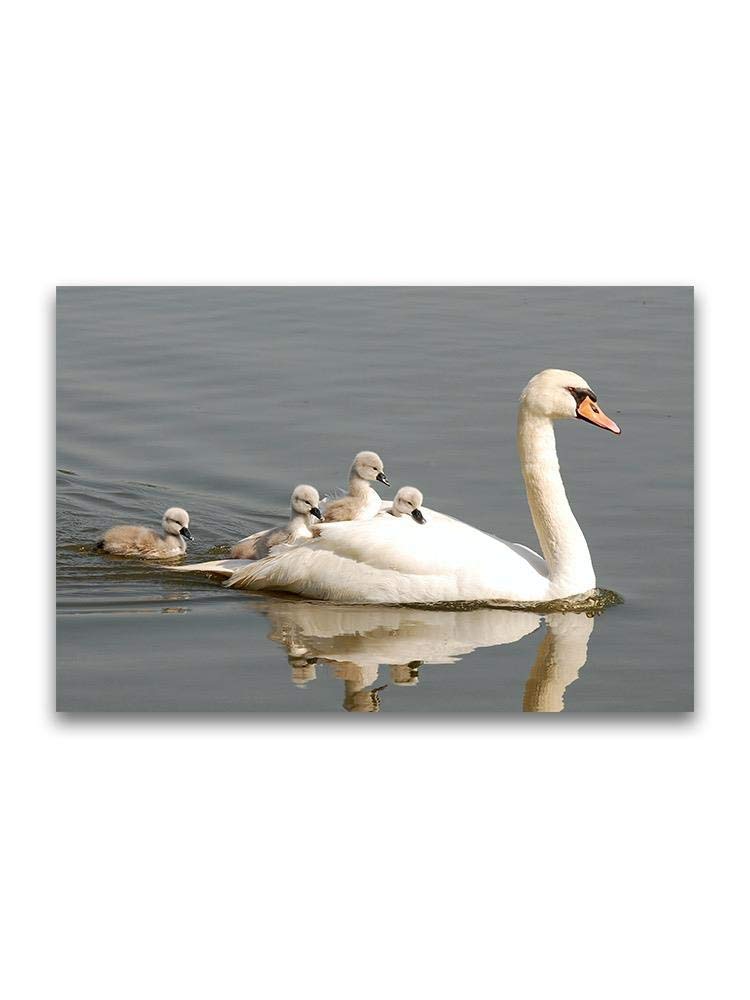 Beautiful Swan Carrying Baby Chicks Poster - Nature Wildlife Wall Art Decor for Nursery, Living Room & Office