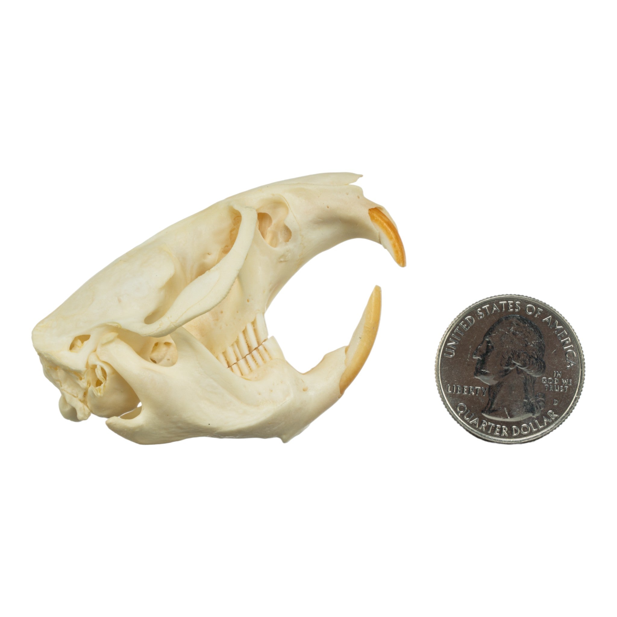 Authentic Muskrat Skull - Real Animal Skull Specimen for Taxidermy, Science Education & Oddity Collectors - Perfect for Halloween Decor, Gothic Display & Biology Studies