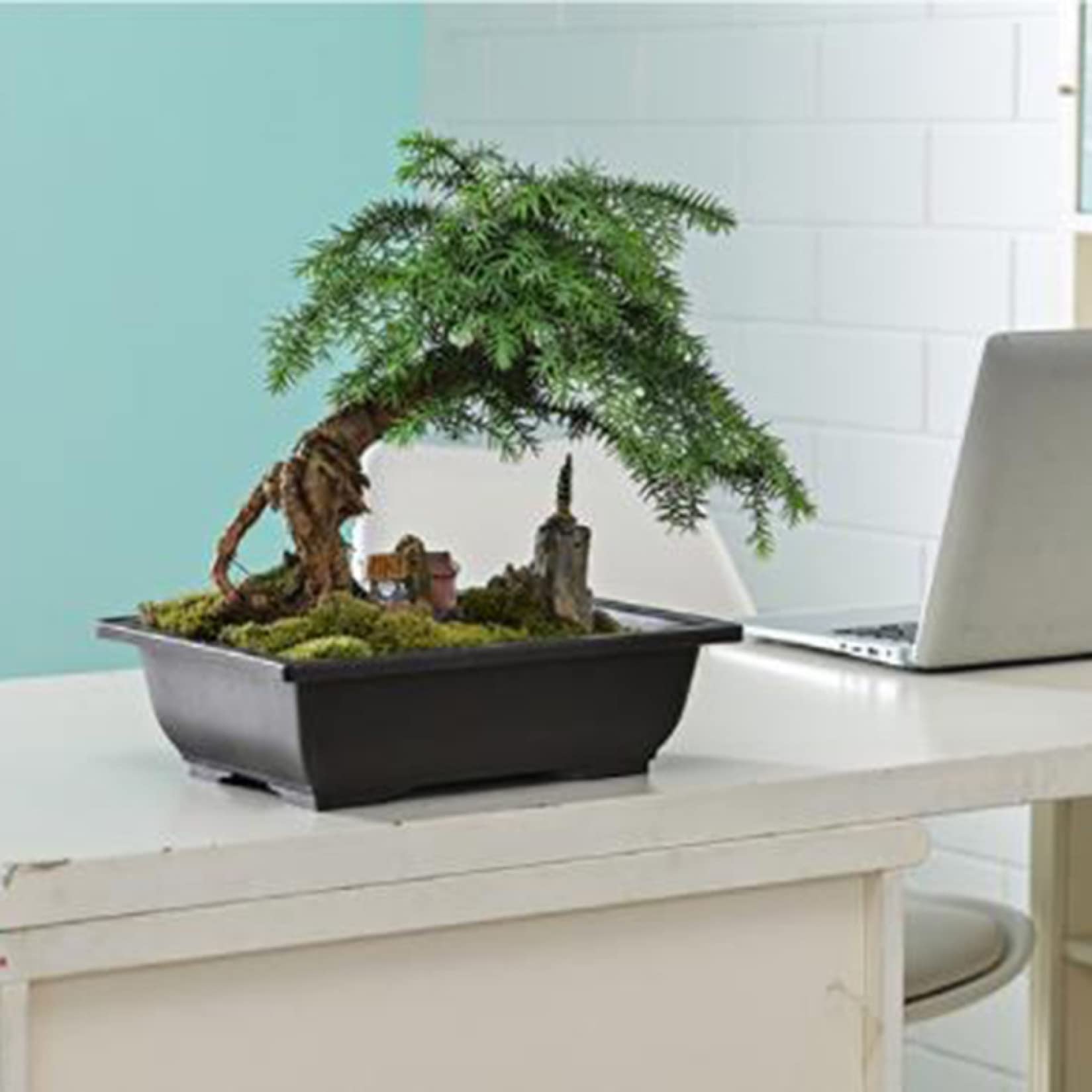 1 Pack Rectangle Plastic Succulent Plant Pots with Drainage Tray - Indoor/Outdoor Flower Planter for Balcony, Bonsai, Nursery, and Garden Decor - Perfect for Home, Office, and Patio Use