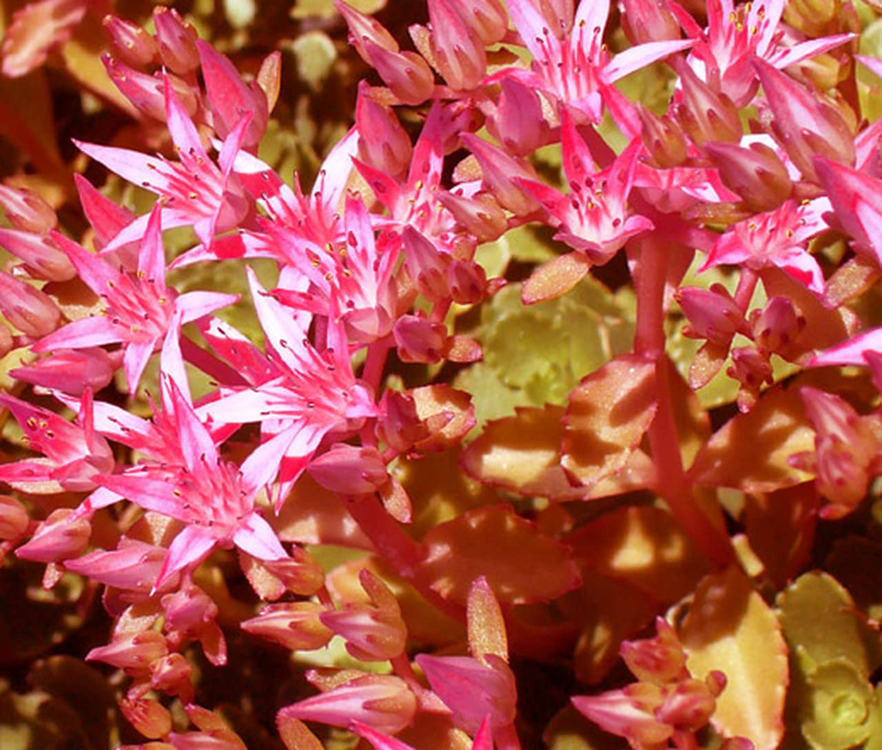 Sedum Purple Carpet Stonecrop (Sedum Spurium Coccineum) - 100 Certified Seeds for Ground Cover, Rock Gardens & Drought-Tolerant Landscaping