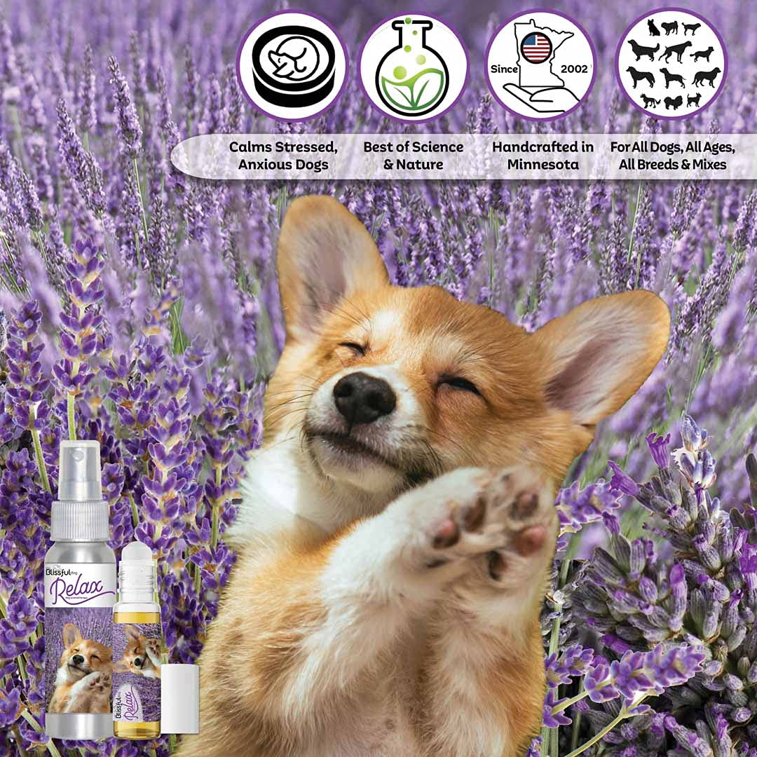 The Blissful Dog Corgi Relax Aromatherapy Spray for Dog Anxiety Relief - Calming Scent for Stress, Travel & Vet Visits