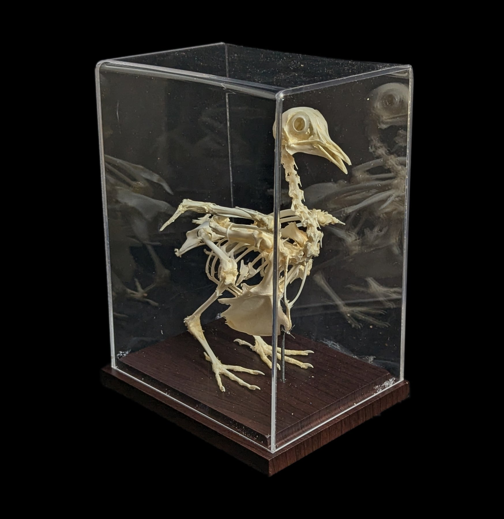 Articulated Pigeon Skeleton - Realistic Bird Anatomy Model for Science Education, Halloween Decor & Gothic Display - Perfect for Classrooms, Labs & Dark Aesthetic Home Decor