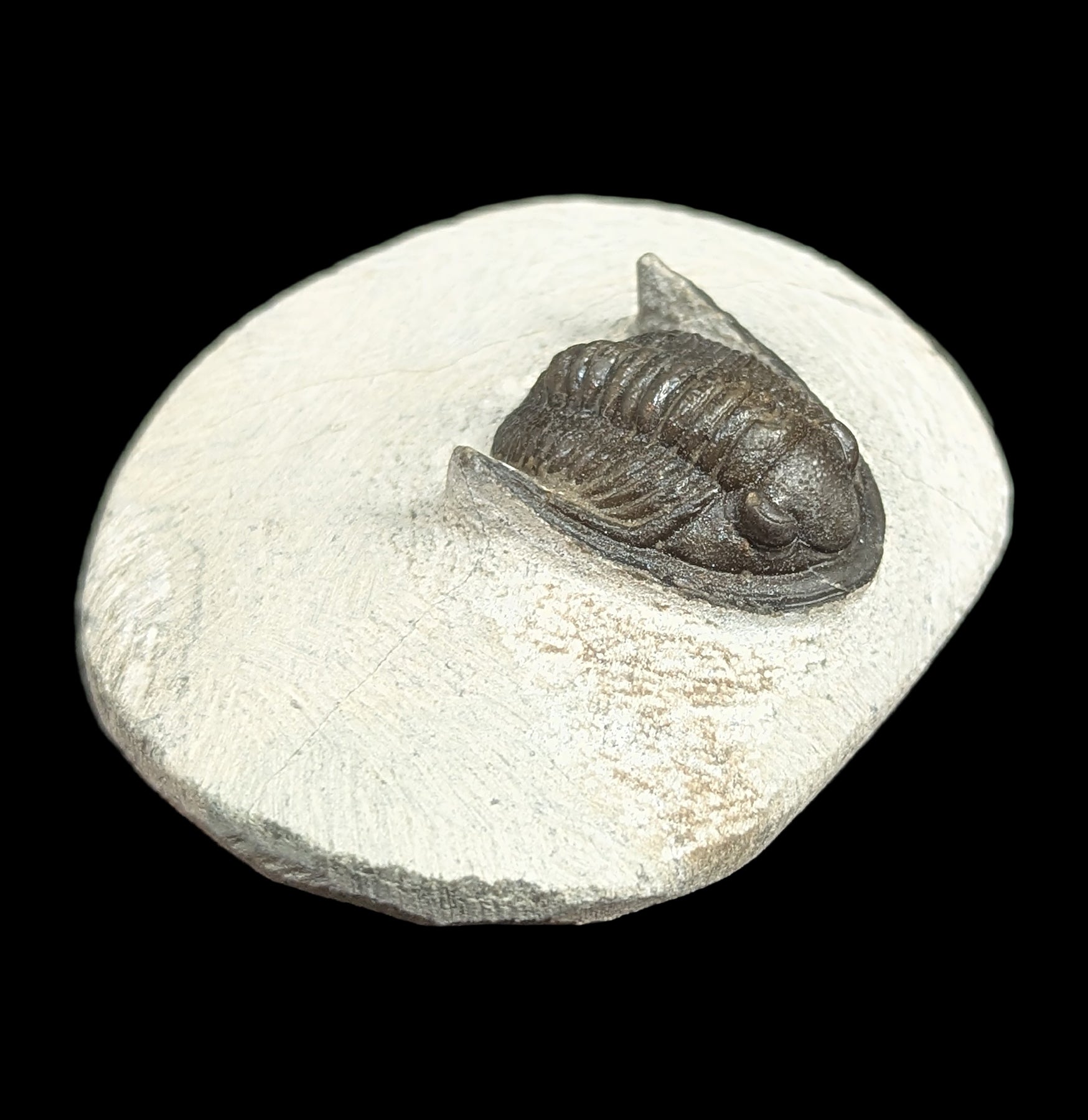 Hollardops Trilobite Fossil in Matrix - Authentic Prehistoric Specimen for Collectors, Education & Home Decor