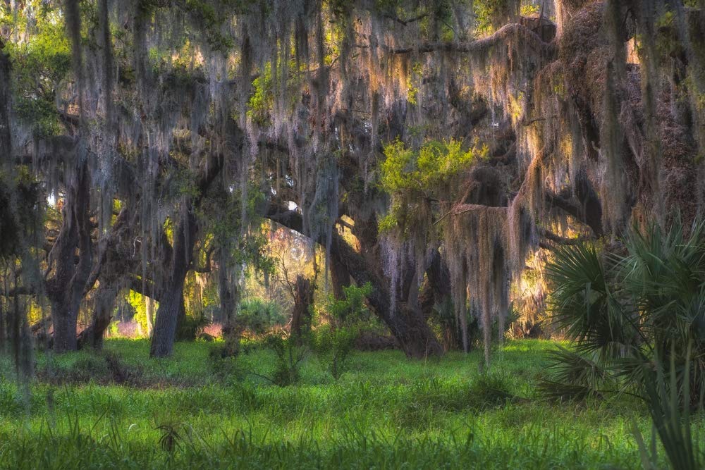 Large Oak Tree Covered with Hanging Spanish Moss Wall Art Print - 24x36 Inches Nature Photography Decor for Living Room, Bedroom & Office