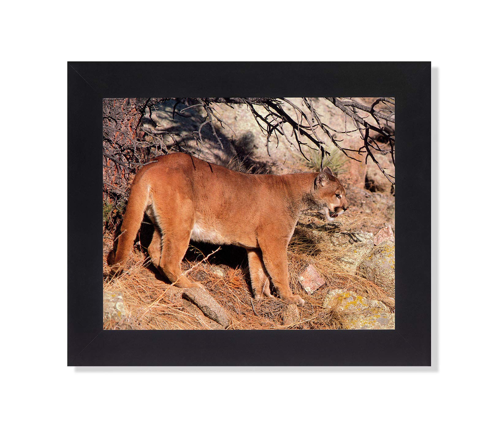 Cougar Mountain Lion Bobcat Wildlife Photo Art Print - Framed Pine Needles Forest Wall Decor for Living Room, Office & Cabin