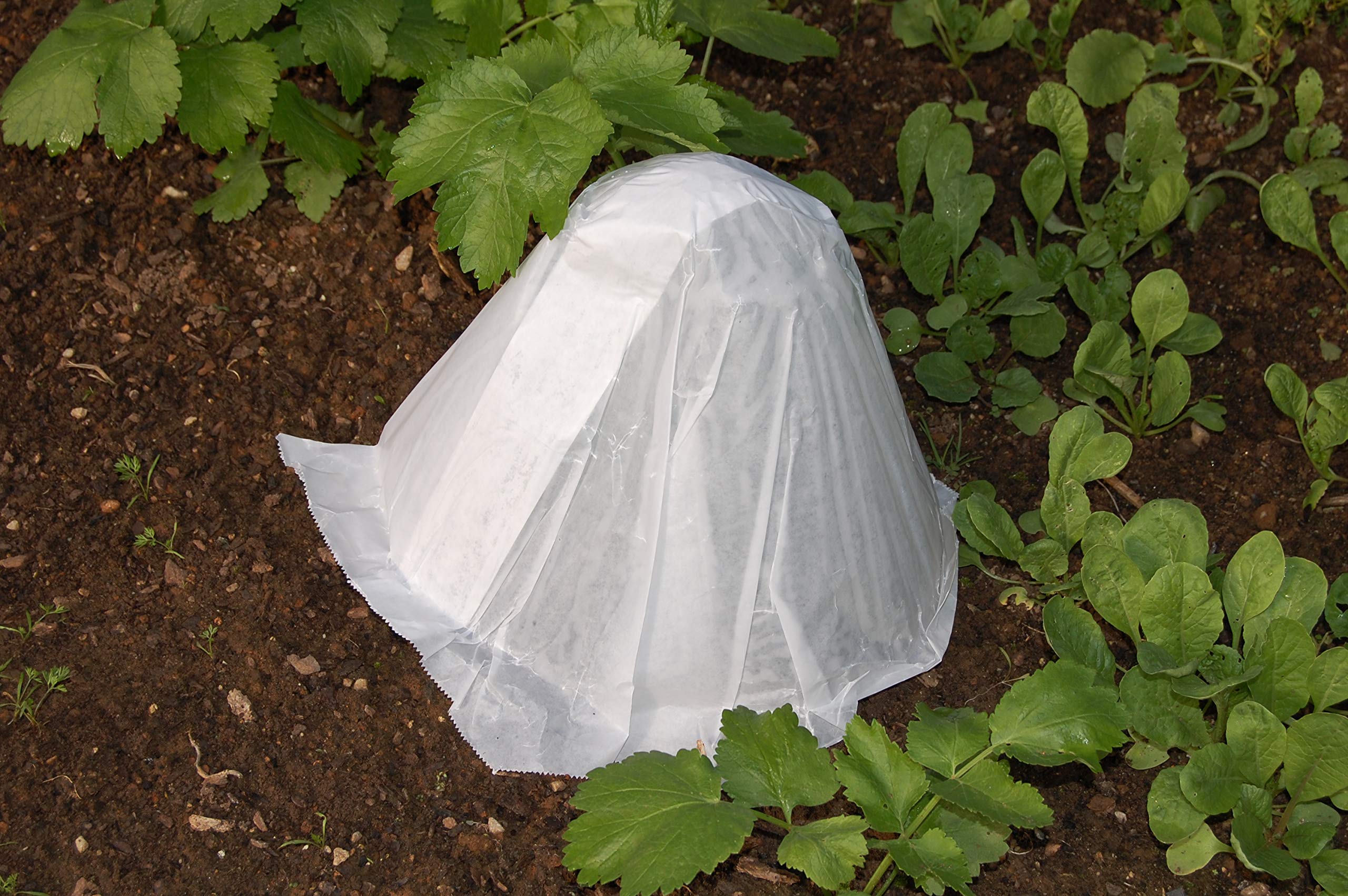 Grower's Solution Hot KAPS King Size Plant Covers - 500 Pack | Frost Protection & Season Extension for Vegetables, Flowers & Crops