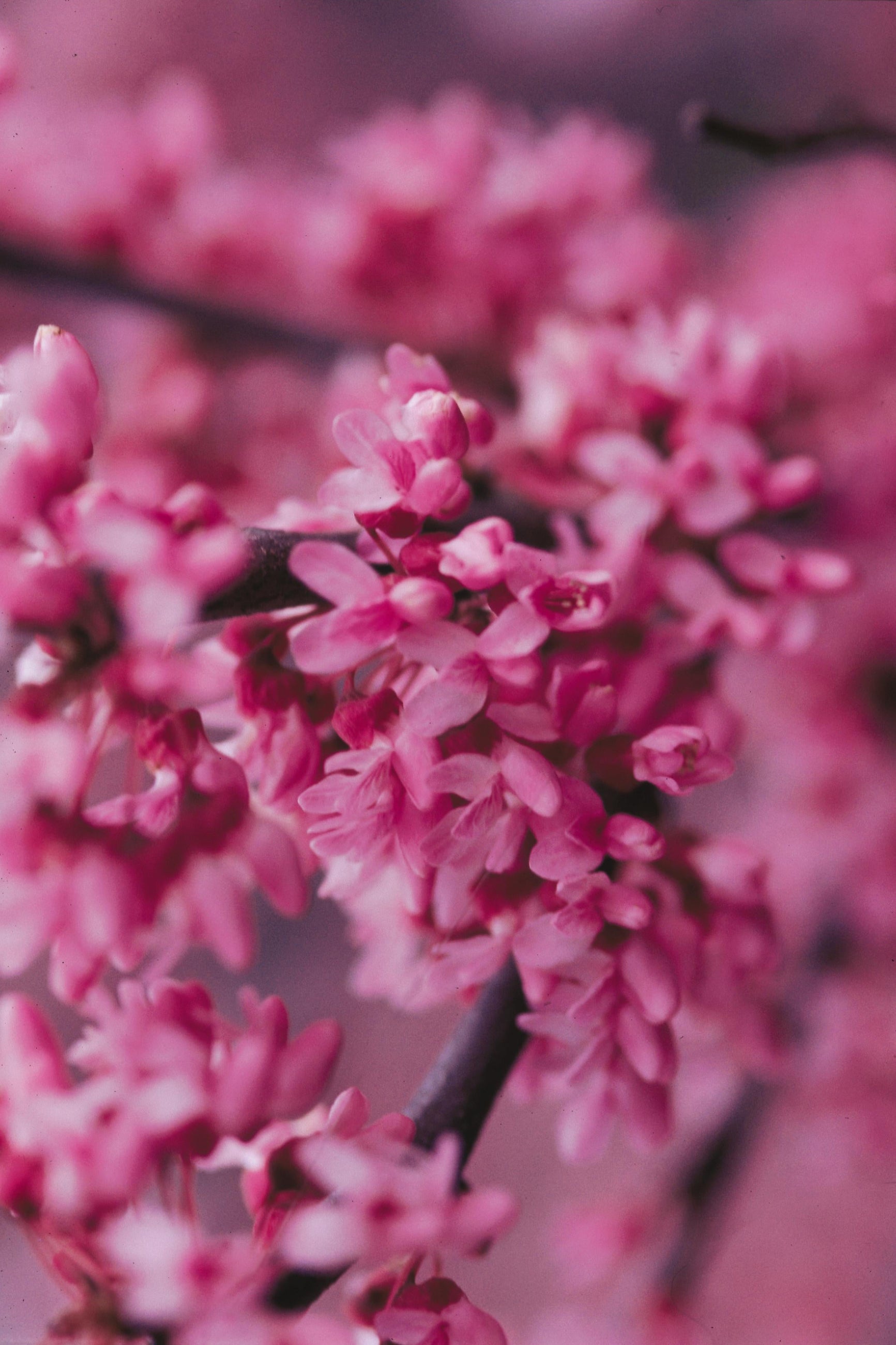 Cercis Canadensis MN Strain #10 - Premium Redbud Tree for Landscaping & Garden Decoration | Perfect for Backyard, Patio, and Outdoor Spaces
