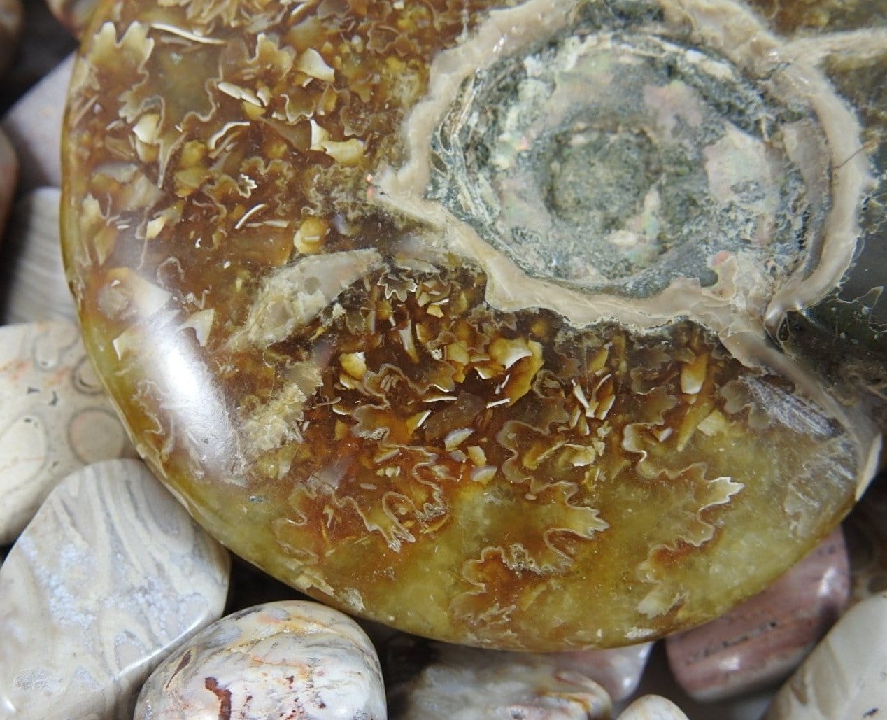 Authentic Ammonite Fossil - Natural Prehistoric Ammonite Specimen for Collectors, Home Decor & Gifts | Perfect for Geology Enthusiasts, Fossil Displays & Unique Interior Design