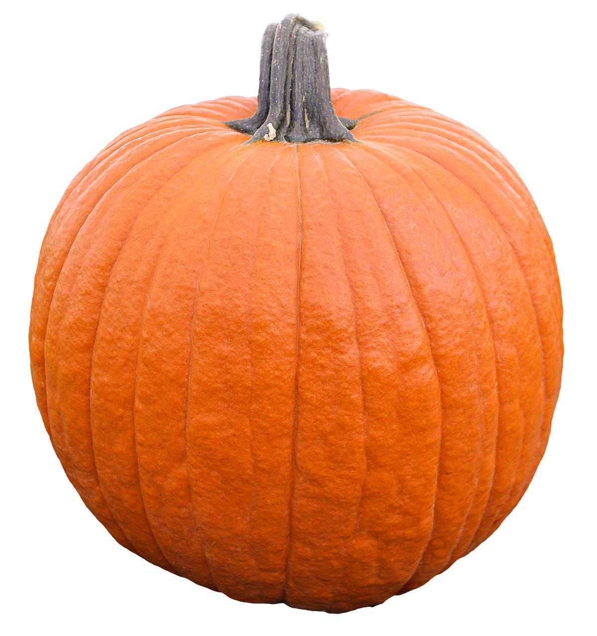 Pumpkin Magic Wand F1 Hybrid Seeds - 5,000 Count Treated Vegetable Seeds for Home Gardening & Commercial Farming - Perfect for Fall Decorations, Pumpkin Patches & Baking